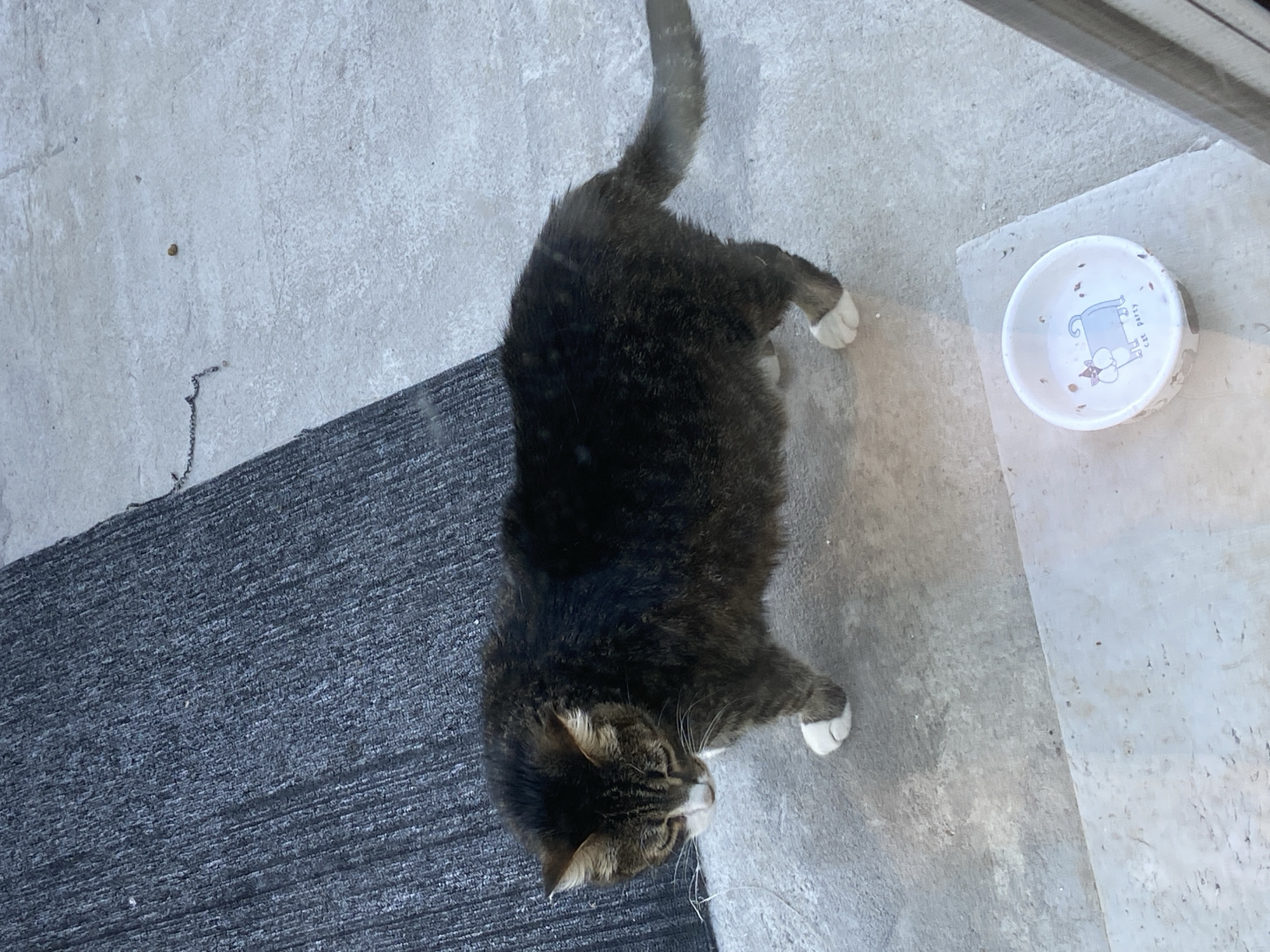 A gray and brown tabby cat lies on a gray concrete surface. The cat has white paws and a long tail. A white cat bowl with a cat-themed illustration sits next to the cat. Part of a dark gray mat is visible on the left side of the frame. Based on the appearance of the surrounding concrete, it is an outdoor location, possibly a patio or porch. The location in the city of Tyumen, Russia, cannot be determined from the image.