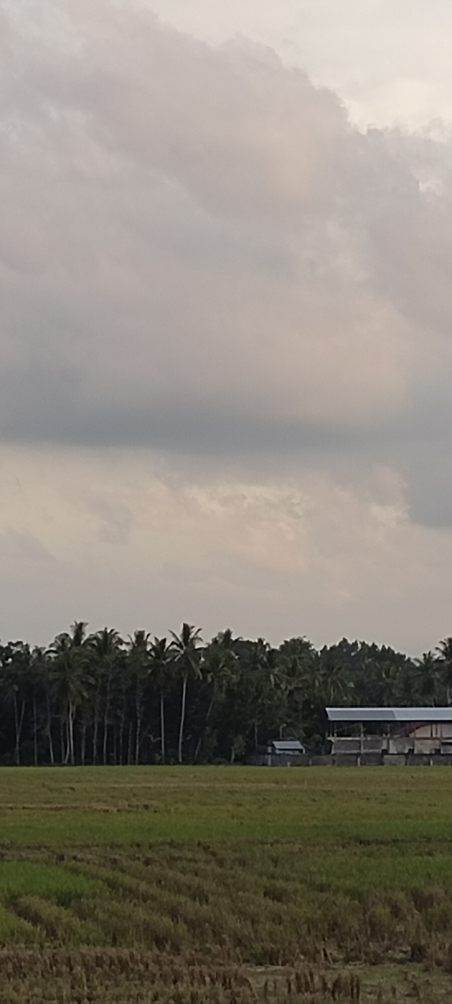 The image depicts a rural scene in Seuneubok, Indonesia, under an overcast sky. In the foreground, there is a harvested field with visible stubble. A line of palm trees and other vegetation is present in the middle ground. In the background, a building with a metal roof and open sides is visible. No people are visible in the image.