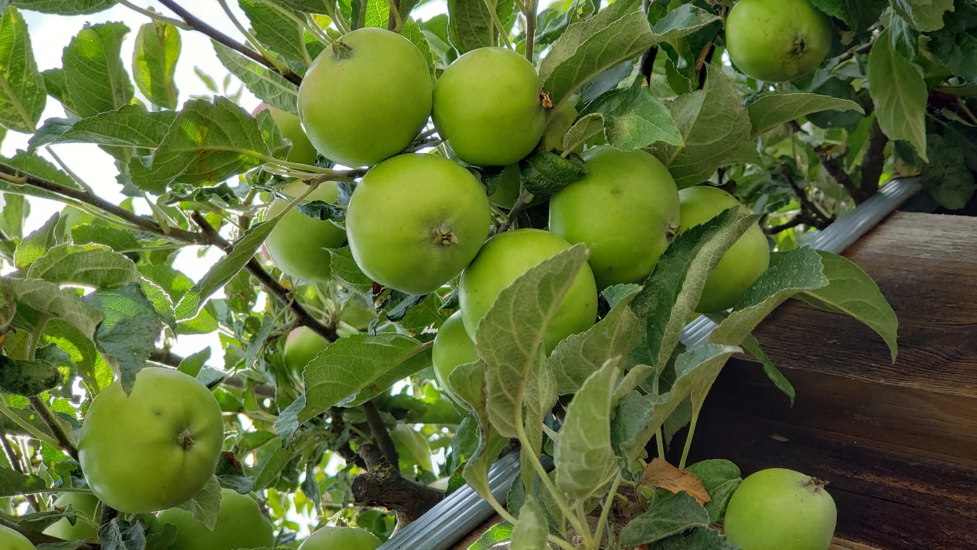 The image is a close-up, eye-level shot of several ripe green apples hanging from a tree branch. The apples are clustered together, with some partially obscured by lush green leaves. The lighting suggests it is daytime, with sunlight filtering through the canopy, creating highlights on the apples and leaves. In the background, a weathered wooden surface is visible, likely part of a fence or structure. The overall impression is one of abundance and natural growth. This scene is likely found in an orchard or garden setting within the city of Prešov, Slovakia, possibly in a residential area or a dedicated fruit-growing space. There are no people visible in the image, nor any active interaction taking place.
