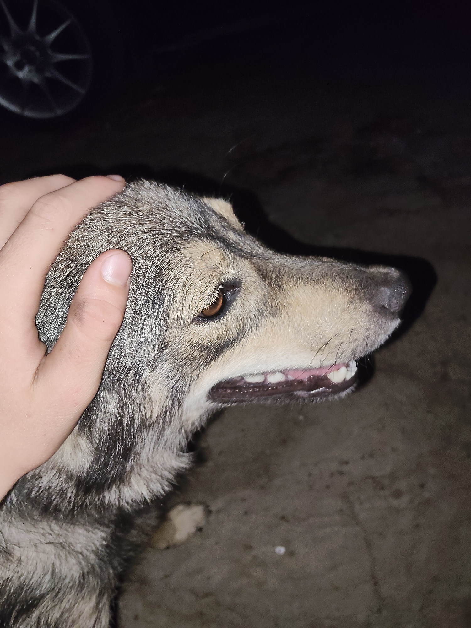 A human hand is seen petting a dog's head. The dog has gray and brown fur and its mouth is slightly open, revealing its teeth and pink gums. The background is dark and appears to be an outdoor environment with a concrete surface. A blurry image of a car wheel is visible in the upper left corner. The scene is likely taking place at night or in low light conditions. There is no indication of the specific location within Ucrainca, Moldova.