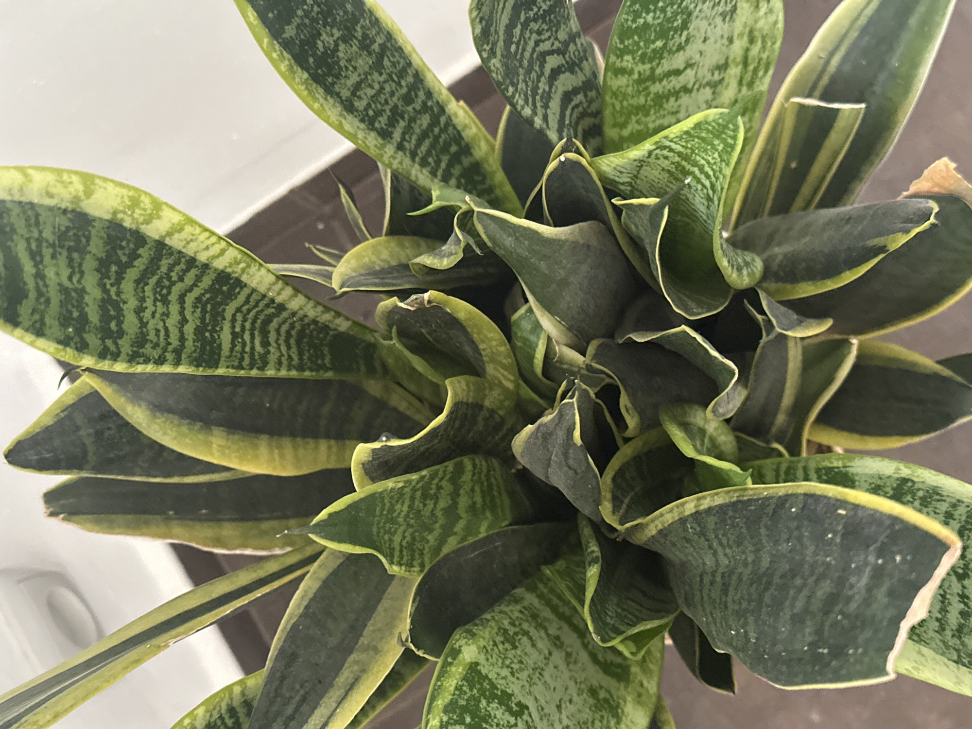 The image shows a close-up, top-down view of a snake plant (Sansevieria trifasciata). The plant has long, pointed leaves with green and yellow variegation. Some leaves are curled and appear slightly damaged at the edges. The background is blurred, but suggests an indoor setting with a white wall and a brown floor or surface. There are no people or animals present. There is no visible indication of the location being in Łódź, Poland, or any specific city.