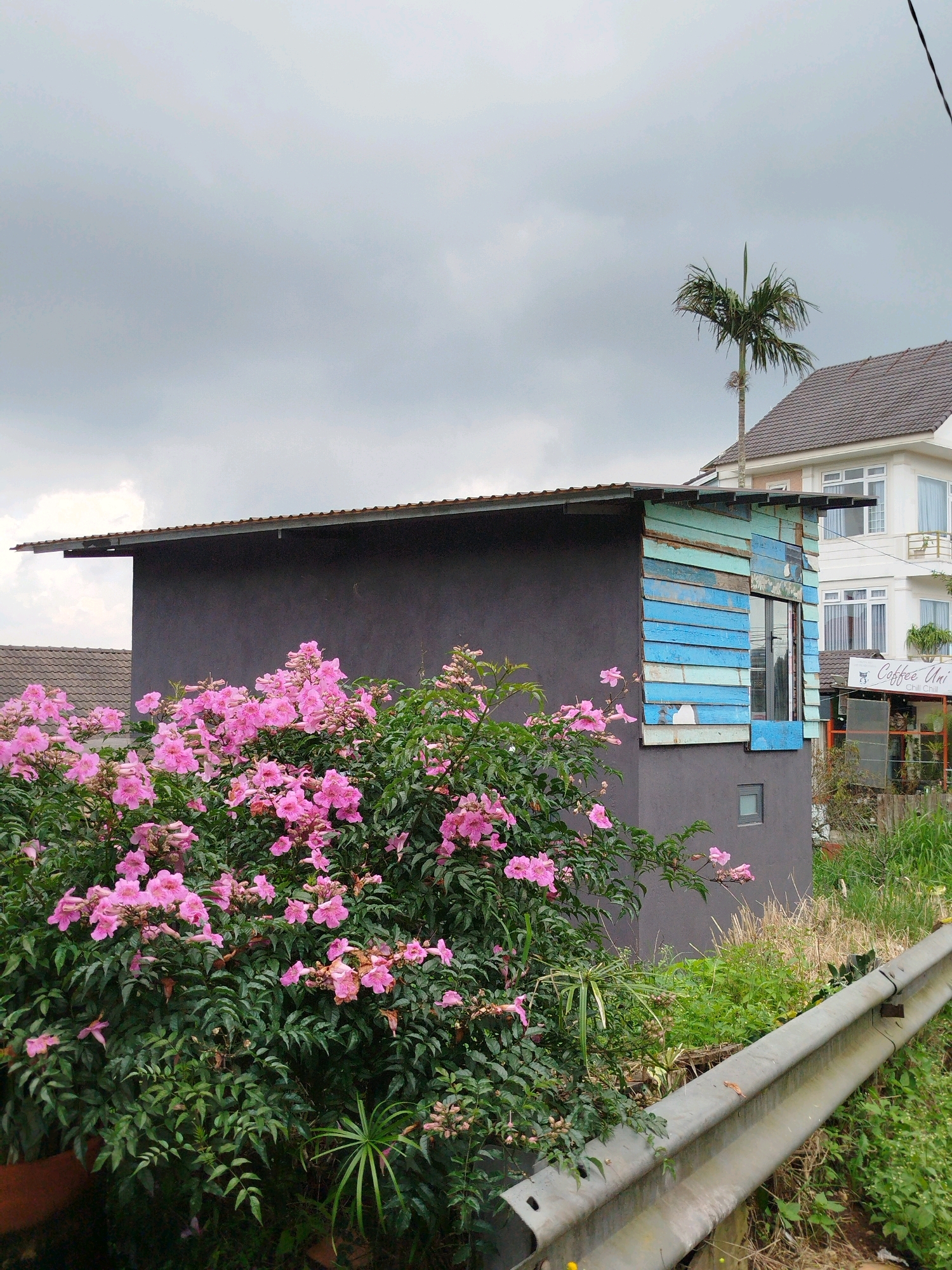 This is a medium shot photograph of a small, dark grey building with a tin roof, situated beside a larger white building with a brown tiled roof, under a cloudy sky. The smaller building has a section of its exterior covered in weathered blue and green wooden planks, with a window set into this section. In front of the smaller building, and partially obscuring it, is a dense bush with abundant pink flowers and green foliage. To the right of the buildings, there is a tall palm tree. The larger building appears to be a multi-story house or guesthouse, with multiple windows and balconies. A sign for "Coffee Uni Chill Chill" is visible near the entrance of the larger building. A metal guardrail runs along the bottom right of the frame, indicating a roadside location. The foreground consists of overgrown green grass and vegetation. The scene suggests an outdoor location in a slightly overcast climate, possibly in a more rural or suburban area on the outskirts of Da Lat, Vietnam, given the architecture and vegetation. No people are visible in the image.