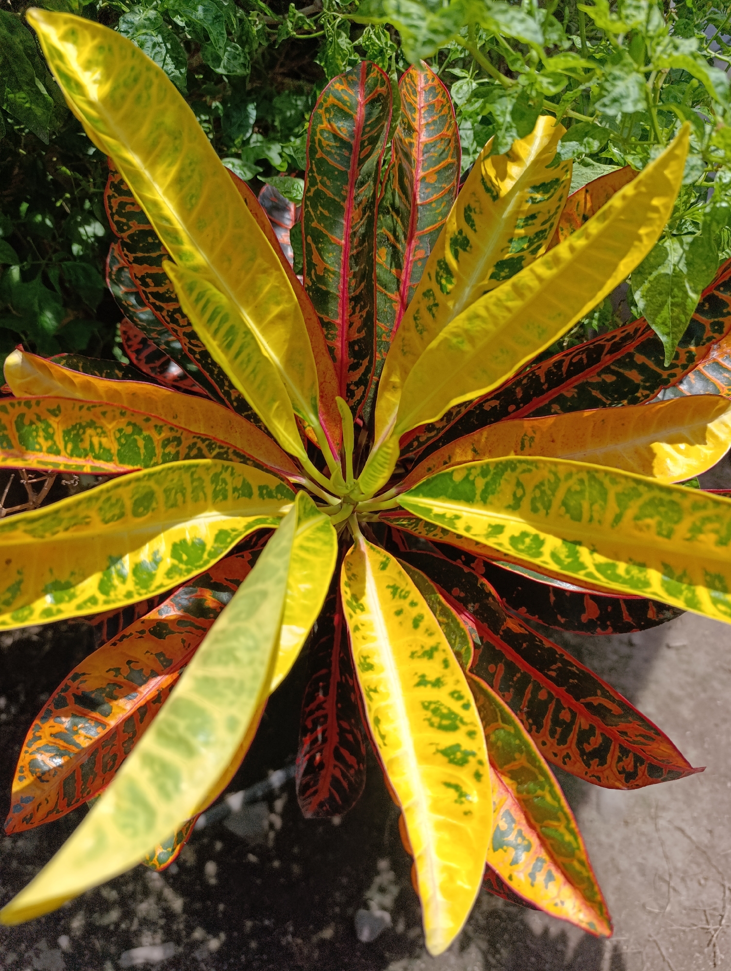 A close-up overhead shot captures a vibrant croton plant, its pointed leaves displaying a striking mosaic of colors: bright yellow, deep green, and fiery red with black accents. The leaves are arranged in a circular pattern, radiating outwards from the center. The plant is situated outdoors, with blurred green foliage visible in the background and a dark, textured surface, likely pavement, in the foreground. The sunlight highlights the glossy texture of the leaves, creating bright reflections and casting shadows. No people or animals are present. The scene appears to be in a garden or planted area.