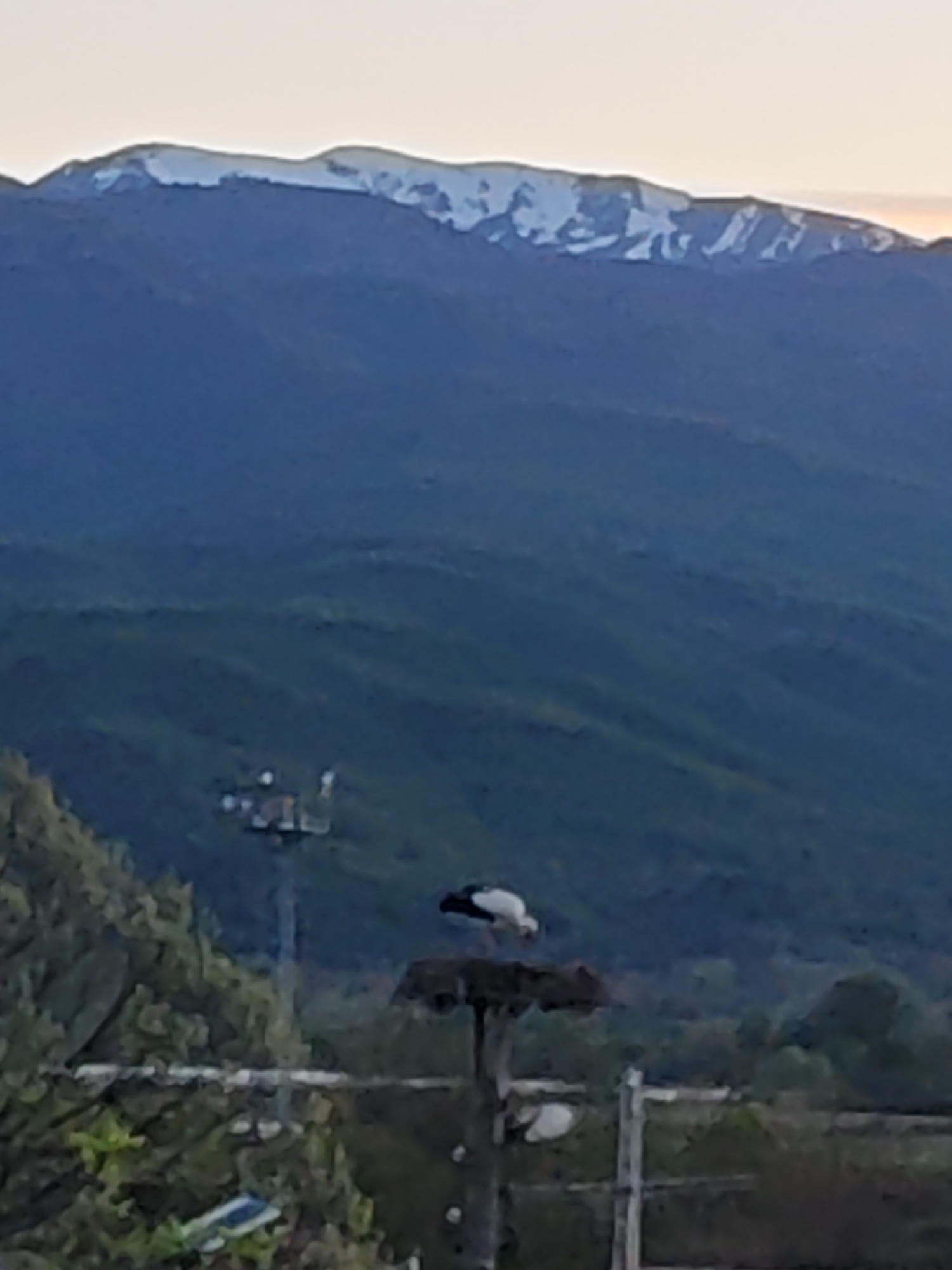 A medium shot captures a mountainous landscape with a stork perched atop a nest in the foreground. The stork, predominantly white with dark markings, is nesting on what appears to be a man-made structure of interwoven branches and supporting beams. Behind the stork, a backdrop of rolling hills extends into the distance, transitioning from shades of green in the middle ground to a darker blue-green in the far distance. The horizon features a mountain range capped with snow, suggesting a high altitude. The sky overhead is a pale, dusky color, hinting at either dawn or dusk. The location is given as Unknown, Unknown.