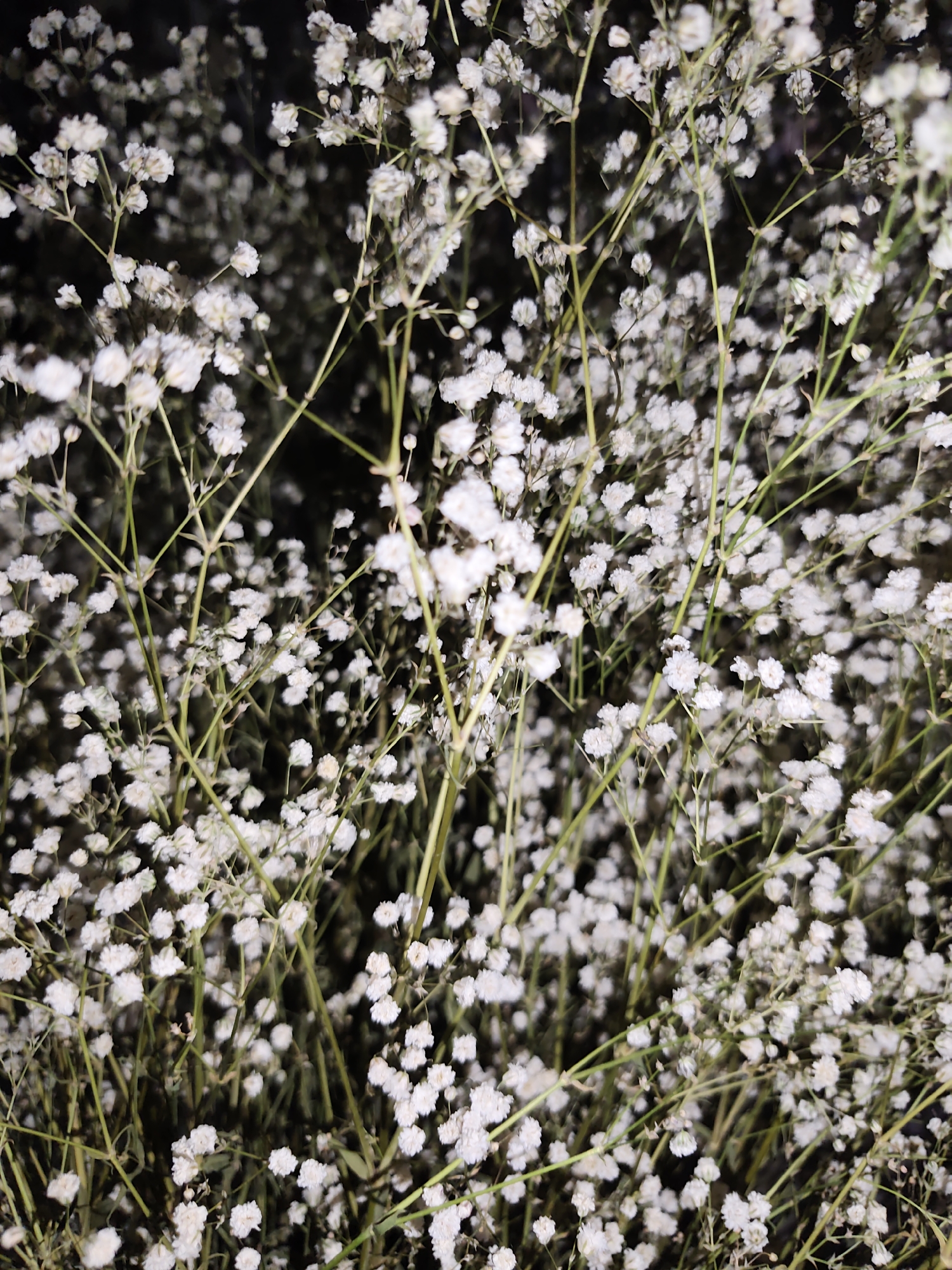 The image shows a close-up, eye-level, medium shot of baby's breath flowers. The flowers are small and white, with delicate stems. They are clustered together, filling the frame. The background is dark and out of focus, suggesting a dimly lit environment. The lighting highlights the texture and detail of the flowers. The scene appears to be a still life arrangement of flowers. There is no indication of a specific location within the city of Artashat, Armenia, nor are there any people, actions, or interactions depicted. The overall impression is one of delicate beauty and simplicity.