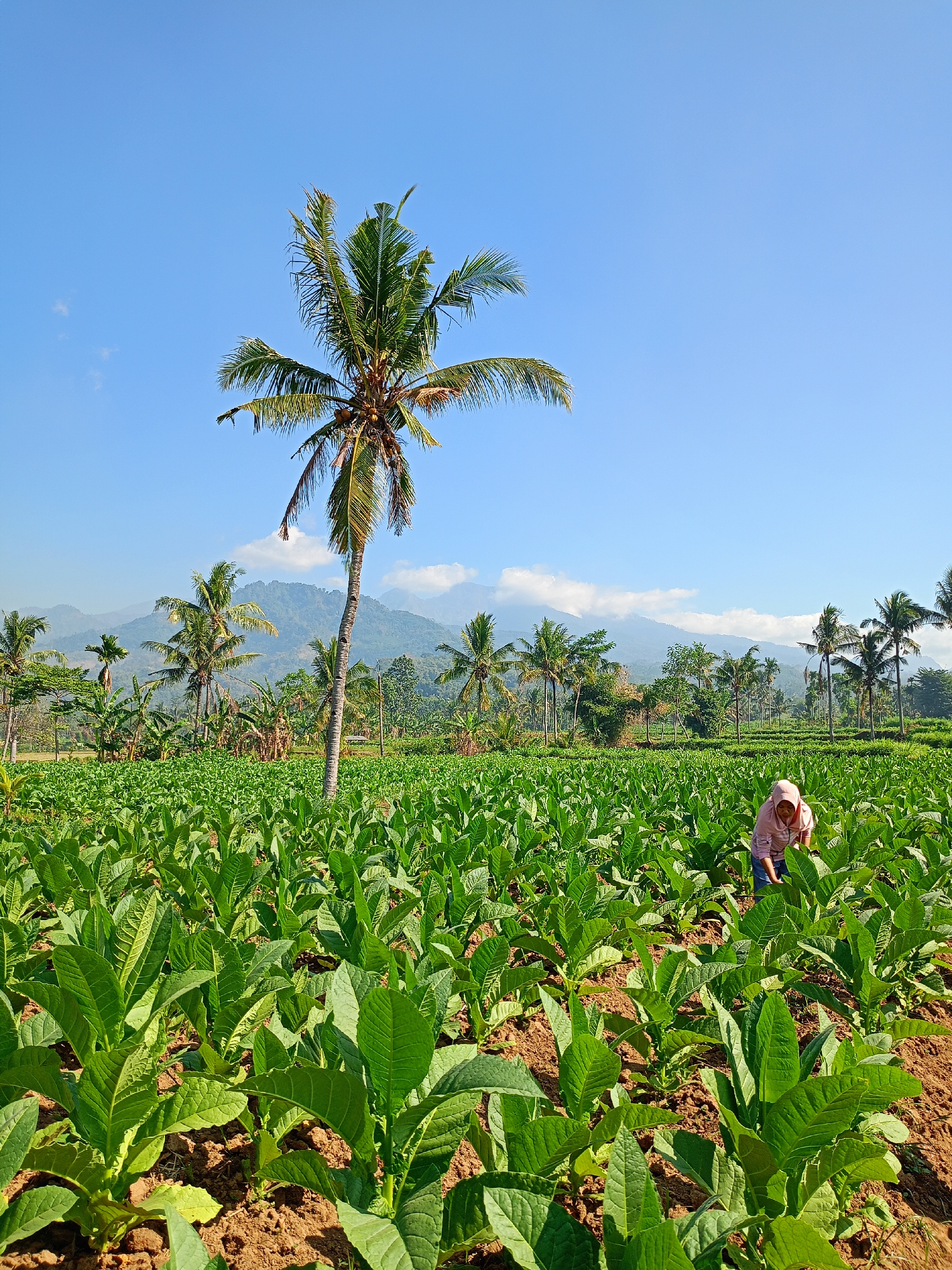 A wide-angle, eye-level shot depicts a lush tobacco field under a clear blue sky in Panduman, Indonesia. In the foreground, rows of vibrant green tobacco plants stretch towards the horizon, their broad leaves glistening in the sunlight. A lone person, wearing a pink headscarf and a pink top with blue pants, kneels amongst the plants, tending to them. In the middle ground, several tall palm trees stand out against a backdrop of distant mountains, their silhouettes softened by a slight haze. The terrain appears slightly hilly, with the mountains displaying shades of green and blue. The overall atmosphere is peaceful and agrarian, showcasing a typical rural Indonesian landscape.