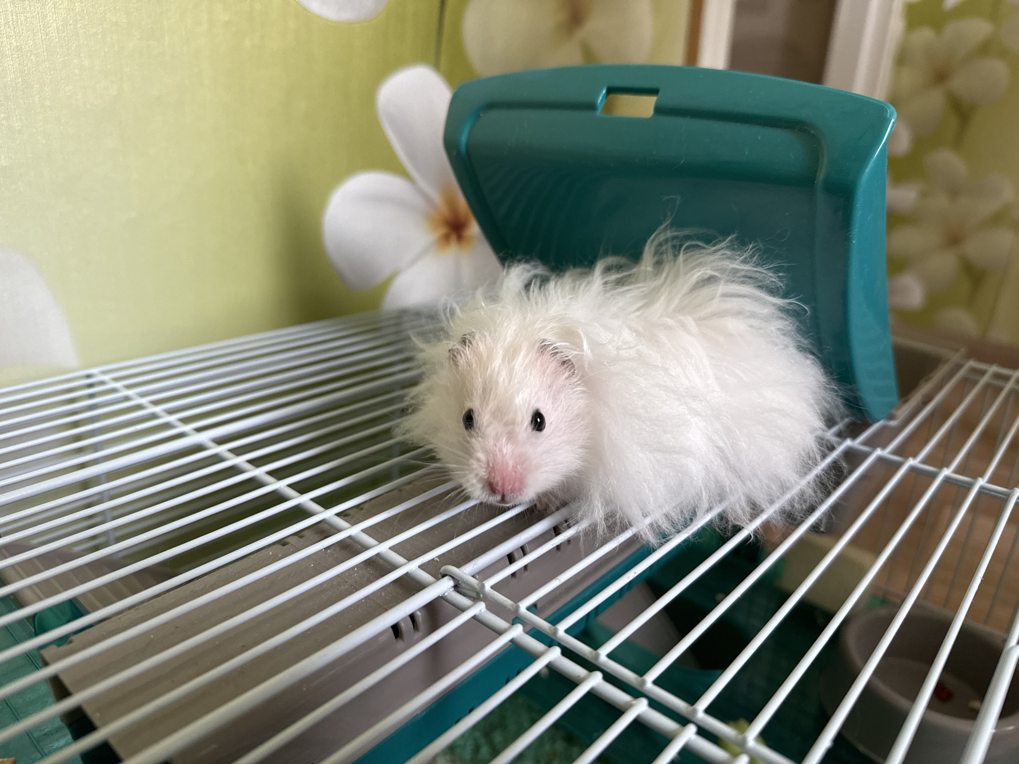 A fluffy white hamster is nestled on the top level of its cage, partially beneath a teal plastic hideout. The cage has a white wire bottom. The background is a light green wall with a floral pattern. The hamster has black eyes and a pink nose. The image is taken from a slightly elevated perspective, looking down at the hamster. There is no discernible information in the image that could be used to determine its location in Solikamsk, Russia.
