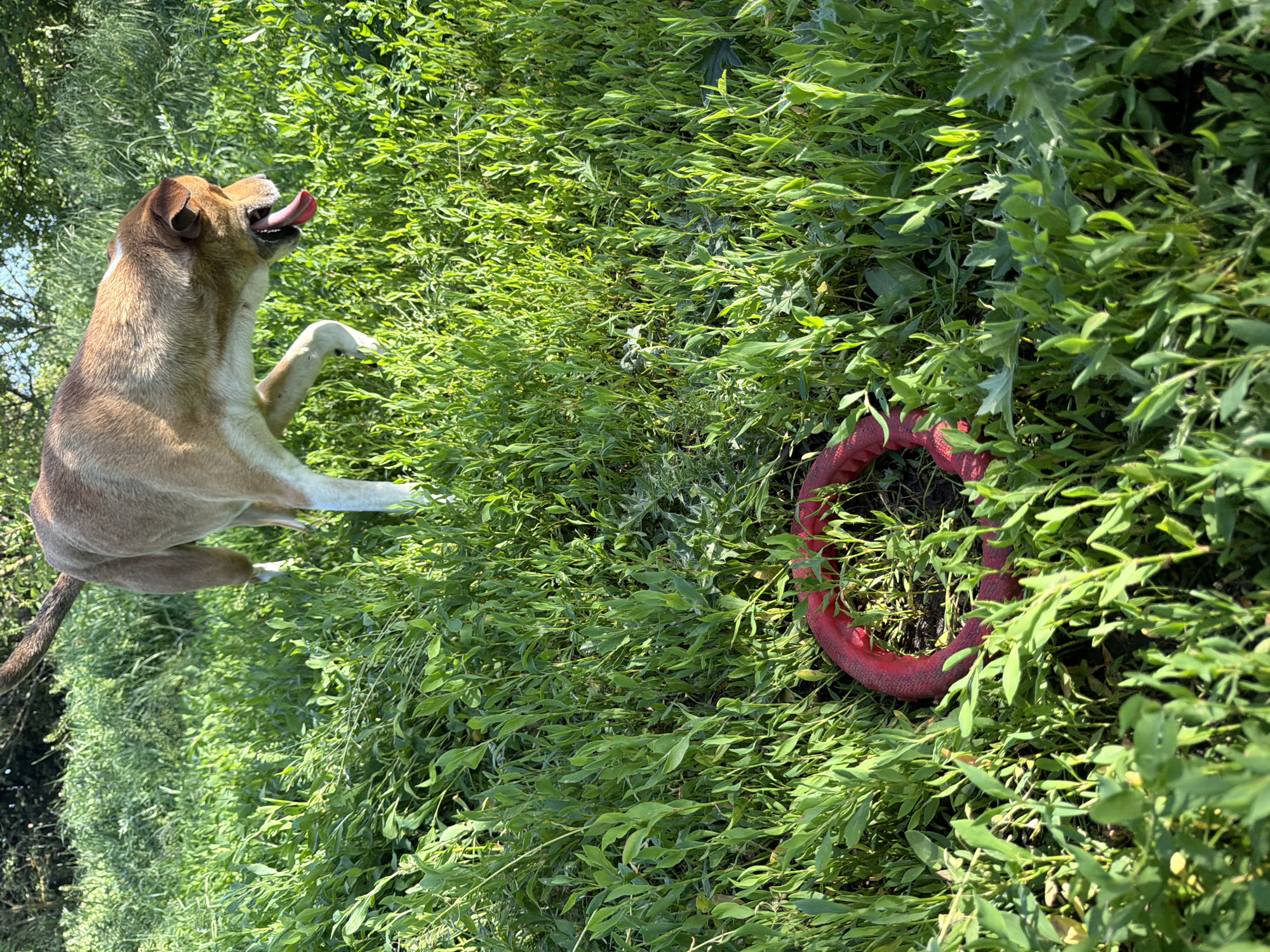 A medium-sized, tan and white dog is standing on its hind legs in a grassy area in Leningradskaya, Russia. The dog's tongue is protruding from its mouth. Nearby, a red, circular dog toy is partially hidden in the grass. The environment includes a variety of green foliage.