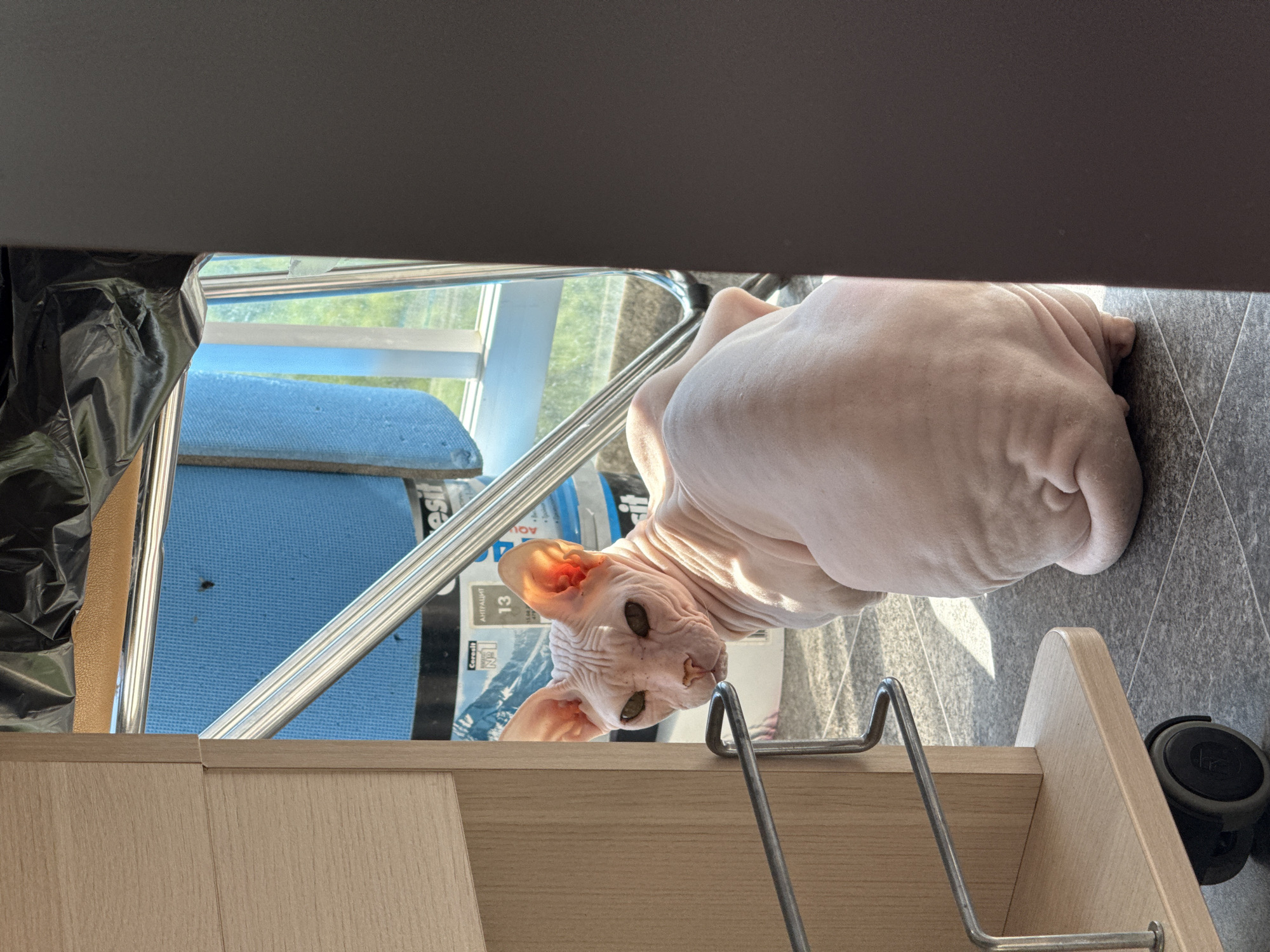The image, rotated 90 degrees clockwise, captures a Sphynx cat looking inquisitively upwards. The brightly lit indoor scene, likely near a window, features the cat resting on a grey tiled floor.
The main subject is a hairless Sphynx cat, distinct for its wrinkled pink skin, prominent ears, and piercing green eyes. Its body appears relaxed and curled on the floor.
In the foreground, a light wooden furniture piece, possibly a rolling cart or shelf unit, shows metal handles and a black wheel on the lower right. To the left, a black plastic bag and a blue mat are visible. Through a background window, metal frames and hints of green foliage suggest an outdoor view.
The cat's gaze is directed towards the camera with a curious and watchful expression, as if observing something above or in front of it. Strong sunlight casts clear shadows, highlighting the textures of the room and the cat's skin, indicating daytime.
Visible text on packaging in the background includes "esit", "ANTRA", "Ceredit", "РАНТРАЦИТ", "AQ", "№1", and the number "13". The Cyrillic word "РАНТРАЦИТ" indicates a Russian-speaking environment, aligning with the Krasnoyarsk, Russia, location context.