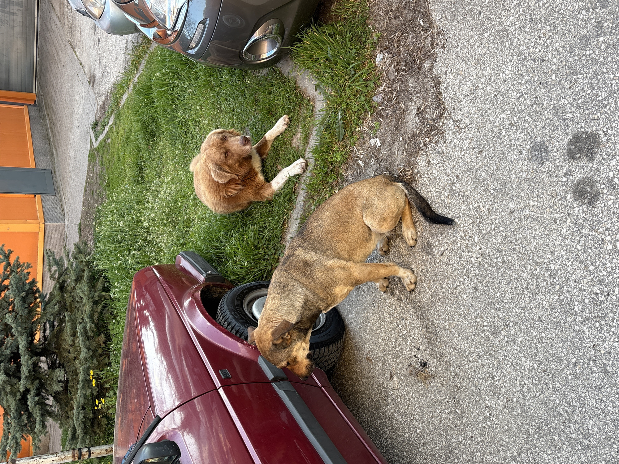 Two dogs are lying near parked vehicles. One dog, primarily brown with a darker tail, rests on the pavement adjacent to a maroon-colored car with a spare tire visible on the roof. The other dog, light brown with white paws, is lying on the grass near a silver car. The location appears to be an urban area in Panagyurishte, Bulgaria, with a building visible in the background.