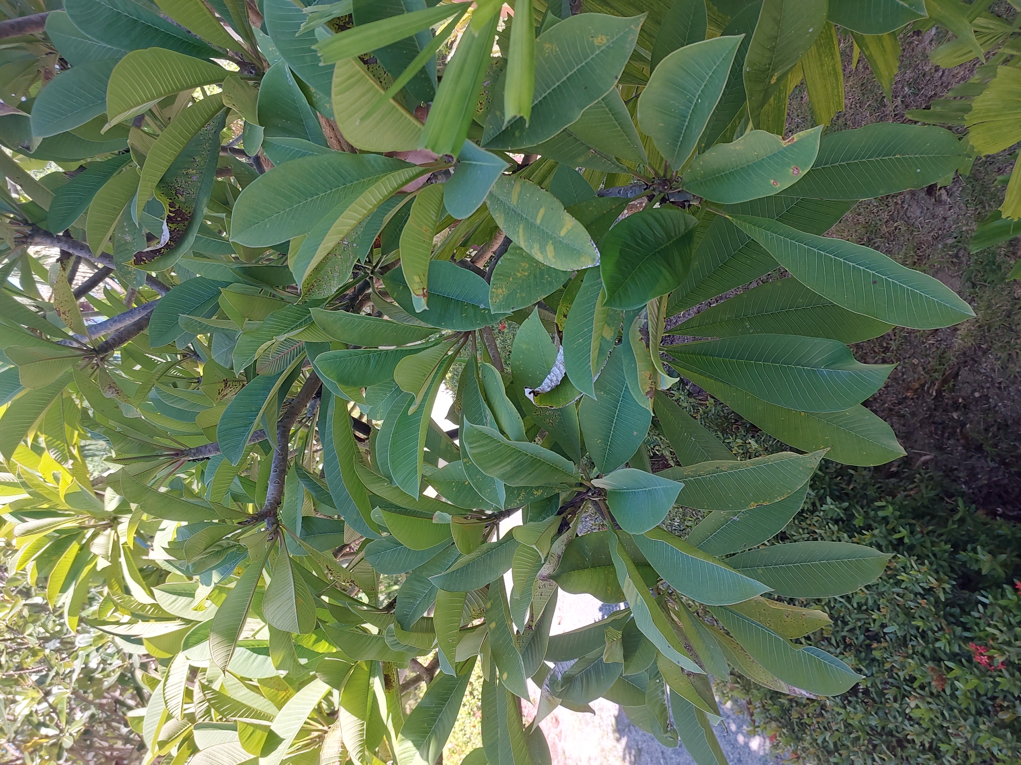 This media file features a close-up, overhead view of lush green leaves and branches of a frangipani tree. The leaves are large and oval-shaped with prominent venation. Some leaves show signs of minor damage or discoloration, with yellowing and brown spots visible on a few. The branches are woody and textured. The background consists of dappled sunlight filtering through the foliage, illuminating the leaves from above. To the right and below the frangipani branches, the ground is visible, appearing to be covered in dry soil and some low-lying green shrubs with small red flowers. The overall impression is that of an outdoor scene, likely in a tropical or subtropical climate. The lighting suggests it is daytime, with bright sunlight. The location context provided is Baan Mae Nam, Thailand, which aligns with the appearance of the vegetation. There is no text visible in the image.