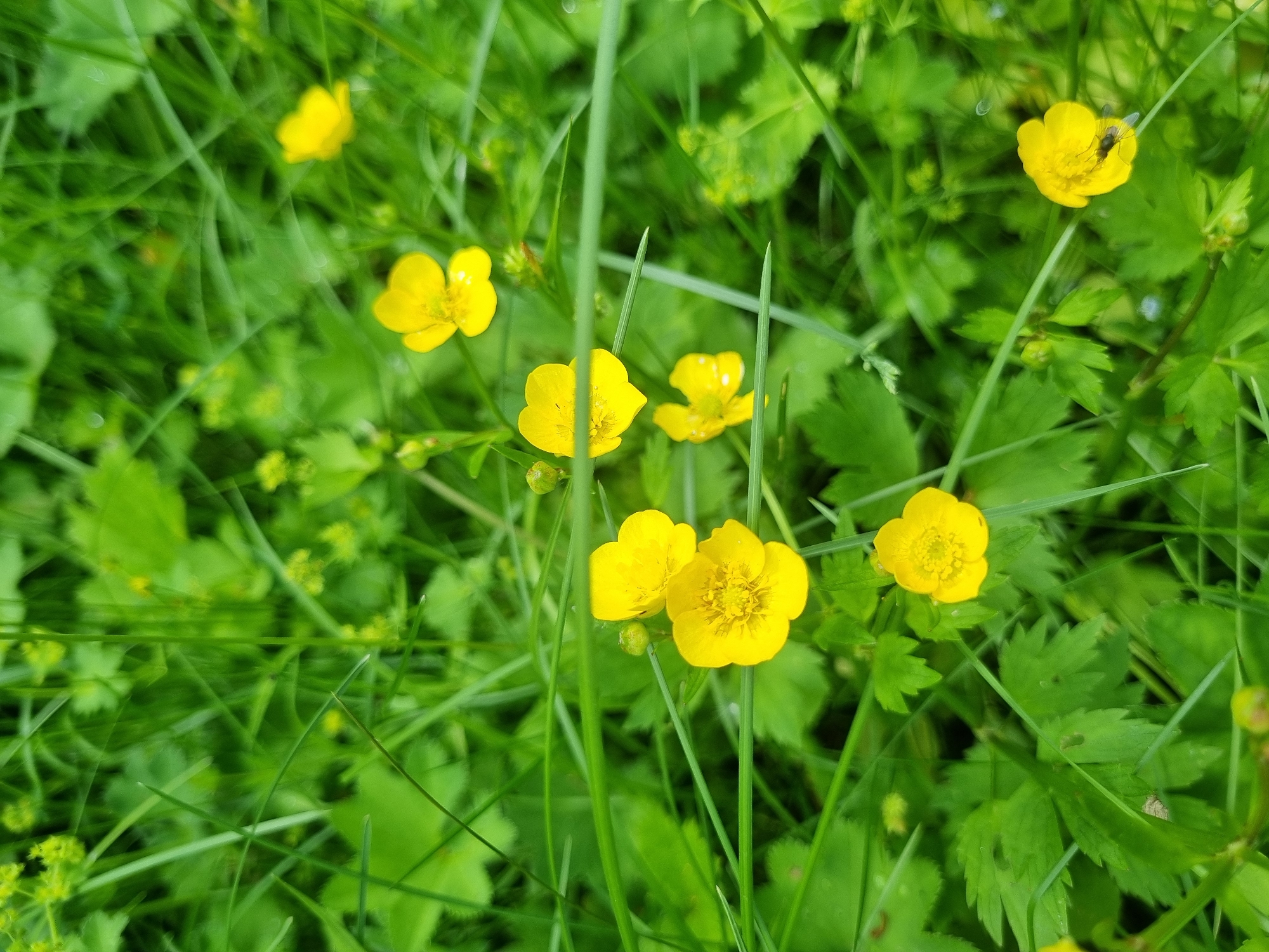 The image shows a close-up view of buttercup flowers interspersed with blades of grass and other green foliage. The flowers are bright yellow and appear to be in a natural, uncultivated setting. An insect is visible on one of the flower heads. The location is presumed to be Kemul, Russia, but there are no details in the image to confirm this.