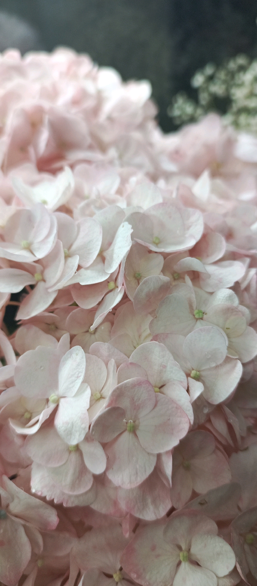 A close-up, vertical, eye-level shot captures a dense cluster of pale pink hydrangeas. The flowers are in various stages of bloom, with many individual petals visible, some displaying subtle veins and occasional water droplets. The lighting is soft, creating a delicate and slightly diffused atmosphere. The background is out of focus, transitioning from a dark, shadowy area on the left to lighter, blurred green and white shapes on the right. No people, animals, or specific man-made structures are discernible within the frame, suggesting a natural or floral arrangement setting. The image does not contain any recognizable landmarks or indicators that would allow for the identification of its location in Stavropol, Russia.