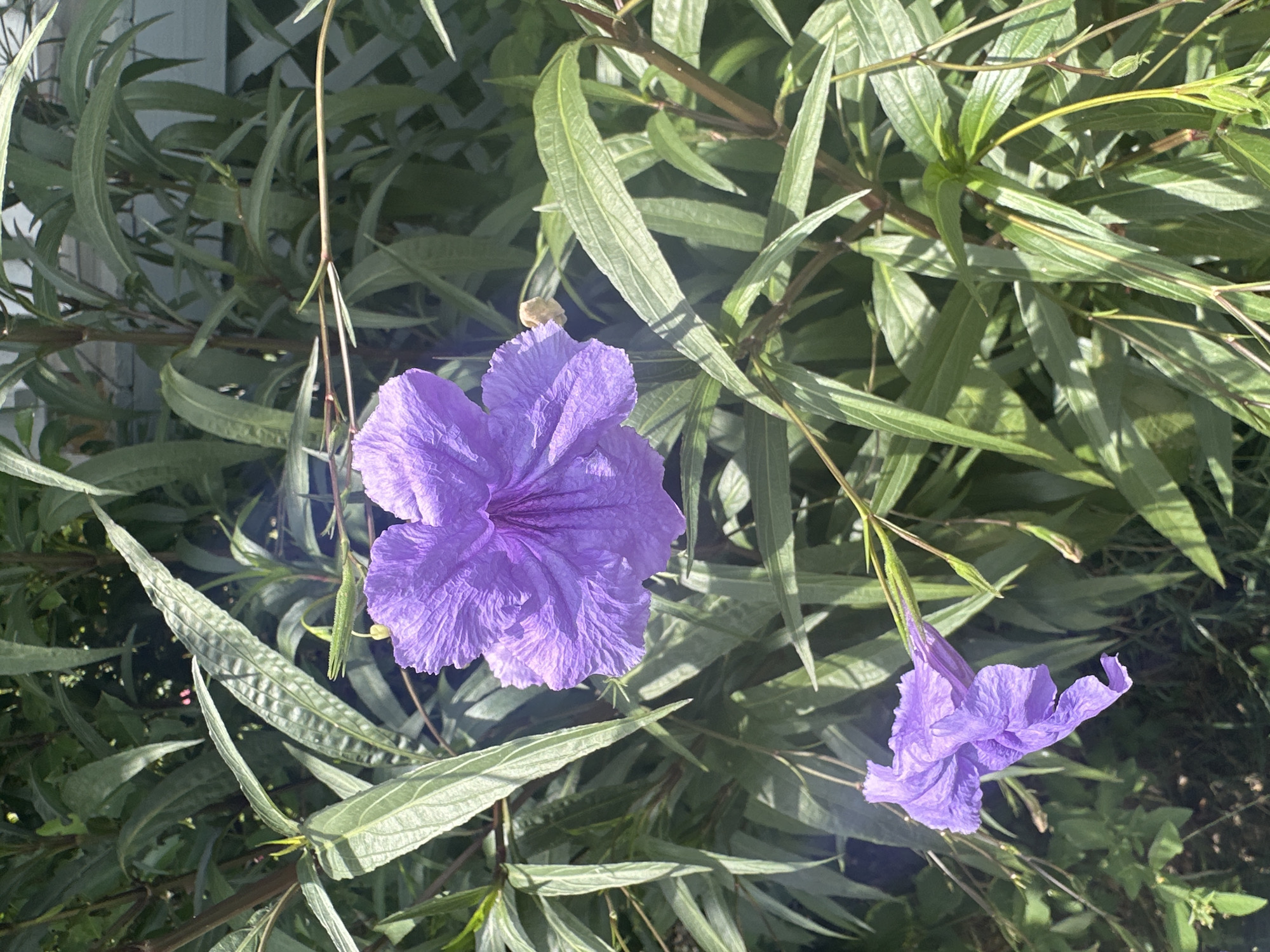 A close-up, vertical, eye-level shot shows two purple flowers with ruffled petals among lush green foliage. The larger flower is in the upper half of the frame, facing left, with its petals slightly curled and its center showing deep purple veins. The smaller flower is in the lower left corner, tilted downwards and appearing slightly wilted. The leaves are long and slender, some with prominent veins, and they cast shadows from the sunlight. In the background, a white lattice fence is partially visible, suggesting an outdoor setting in a yard or garden. The scene is illuminated by natural sunlight, creating bright highlights and deep shadows. The image is located in Kokomo, United States.
