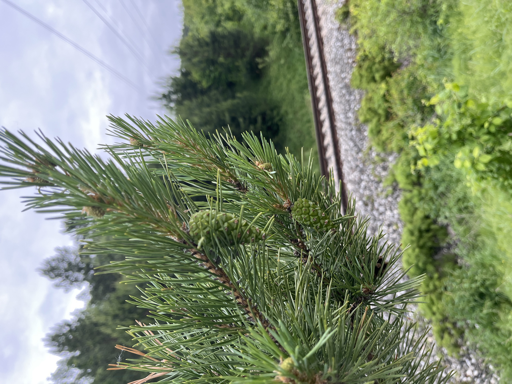 The image displays a close-up, sharp-focus view of vibrant green pine branches in the foreground, set against a blurred background depicting a landscape with a railway line, trees, and an overcast sky.
The prominent feature is a section of a pine tree branch, characterized by numerous long, slender, dark green needles. Several young, undeveloped pine cones, distinctively light green and textured, are attached to these branches. Some older, dried portions of the branch are visible where needles meet the stem.
In the midground, out of sharp focus, a set of railway tracks traverses the scene horizontally. The tracks consist of dark metal rails laid upon a bed of light gray gravel ballast. Surrounding the tracks and extending into the lower foreground is a dense array of various green foliage, shrubs, and undergrowth, all rendered with a soft, blurred effect.
The background reveals a gentle slope covered with a thick forest of evergreen trees, primarily dark green conifers, heavily blurred. Above the tree line, the sky is overcast, dominated by shades of light gray and white clouds. In the upper right quadrant, several thin, dark, parallel lines, identified as power lines, extend diagonally upwards and out of view. No human presence or activity is observed. The scene is consistent with an outdoor, natural environment near a railway in a region like Chaikovsky, Russia.