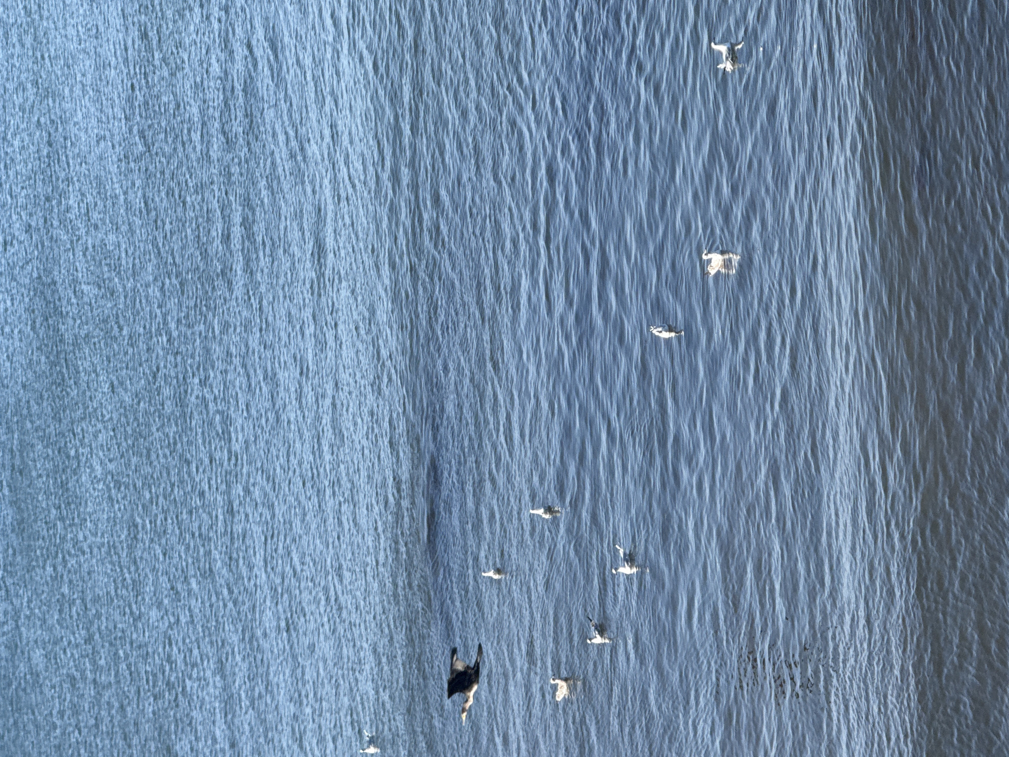 A cormorant flies low over the dark blue water of the sea, its wings outstretched. Several seagulls are scattered on the water's surface, some floating peacefully, others in groups. The scene is set on the coast of Pomorie, Bulgaria, where the sea meets the land.