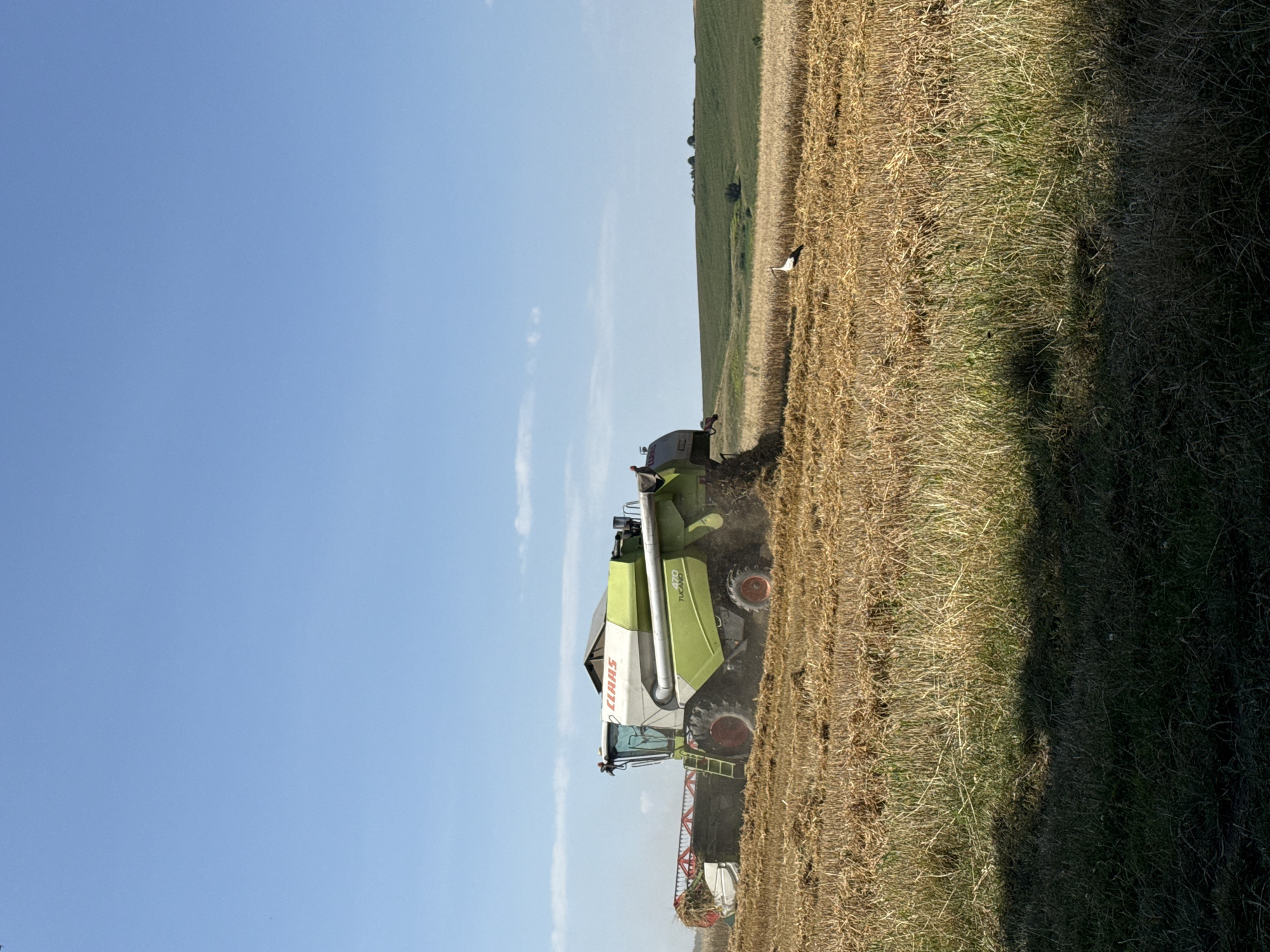 A combine harvester, a large agricultural machine, is seen harvesting a field of dry, golden crops under a clear blue sky. The combine, predominantly white and green, has the "CLAAS" logo visible on its side. It is positioned in the middle ground of the image, cutting through the stalks. In the foreground, the harvested field consists of stubble and loose straw. To the right, a white stork stands in the field, facing away from the combine. The background features rolling green hills with a few scattered trees and a light scattering of clouds in the sky. The lighting suggests a sunny day. The scene is set in an agricultural landscape.