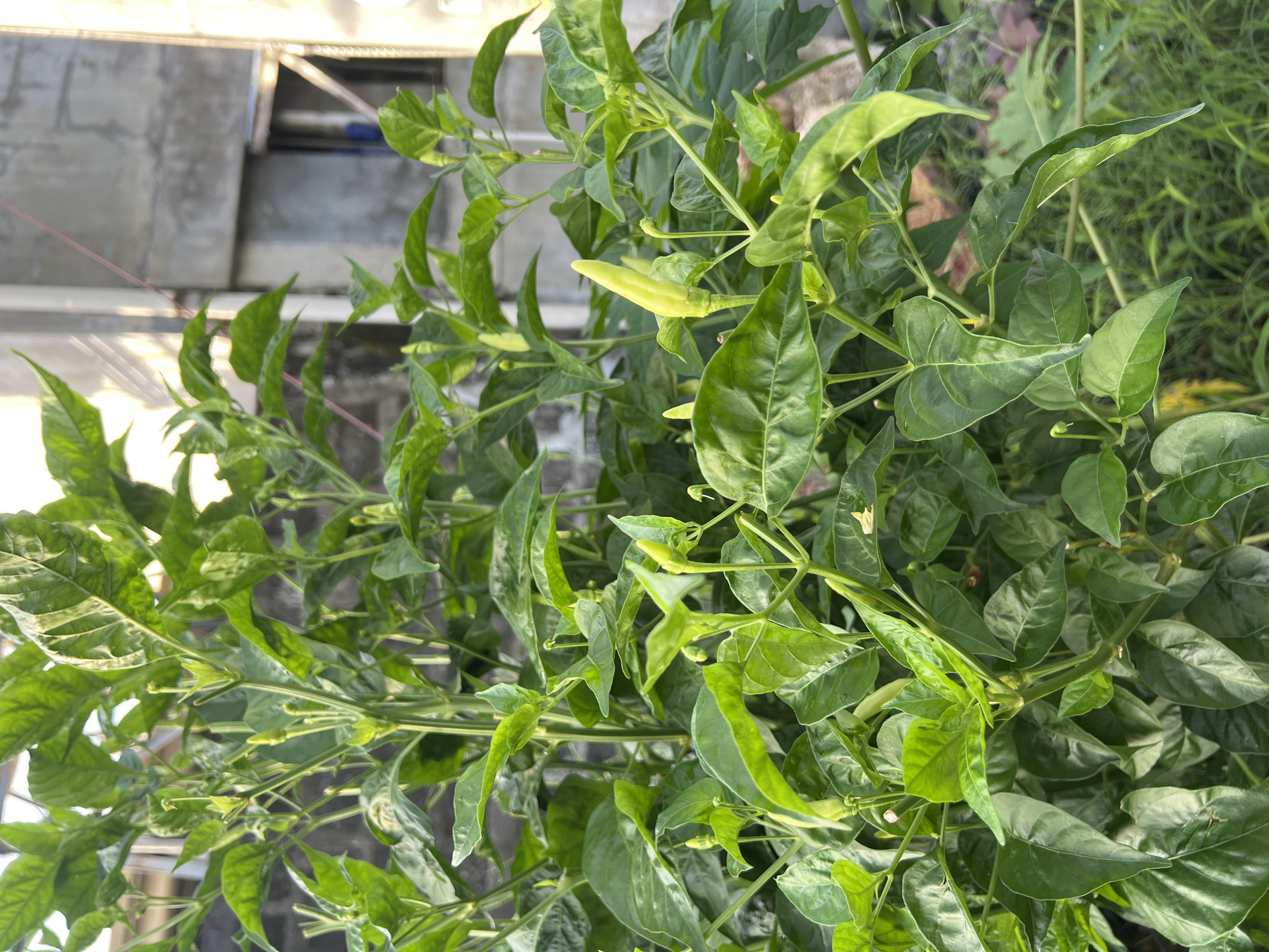 The image shows a chili pepper plant with green leaves and a few unripe, light-green chili peppers. The plant appears to be growing outdoors, possibly on a balcony or rooftop, as indicated by the concrete structures and corrugated metal roofing visible in the background. The overall environment looks urban, and due to the prompt, the location is assumed to be Davao City, Philippines. No people are visible in the image.