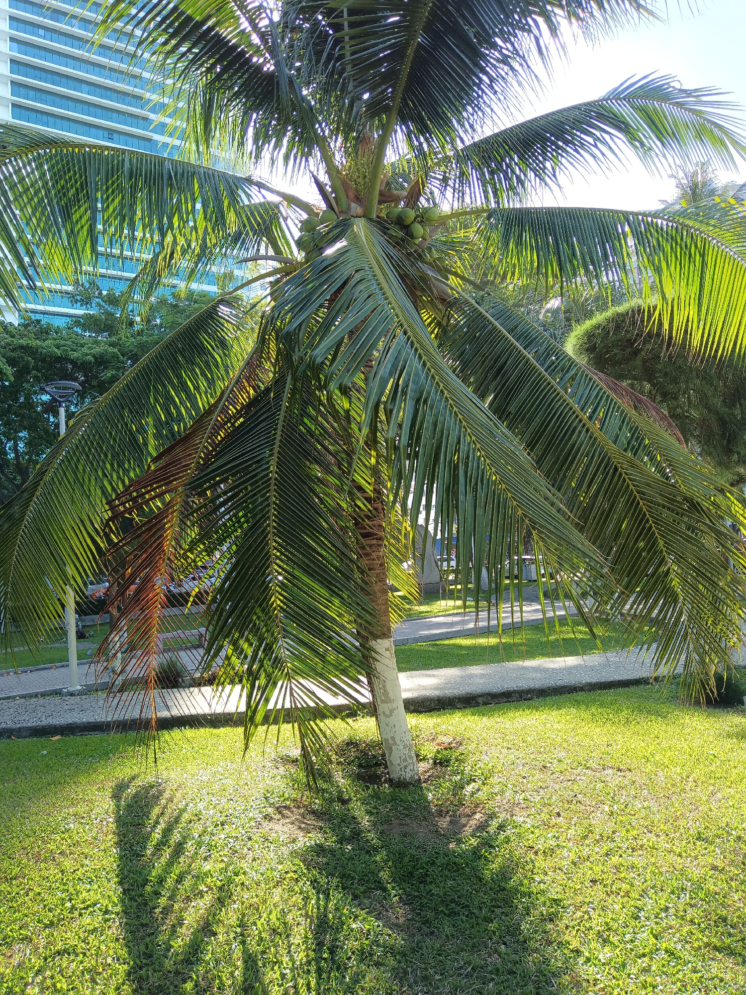 A solitary coconut palm tree stands on a lush green lawn in Nha Trang, Vietnam. The tree's fronds, illuminated by the sun, cast intricate shadows on the grass. In the background, a modern high-rise building with blue-tinted windows overlooks the scene, hinting at an urban coastal setting. The base of the palm tree is painted white, a common practice in some tropical regions to protect the trunk. The overall impression is one of a serene tropical day in a Vietnamese city.