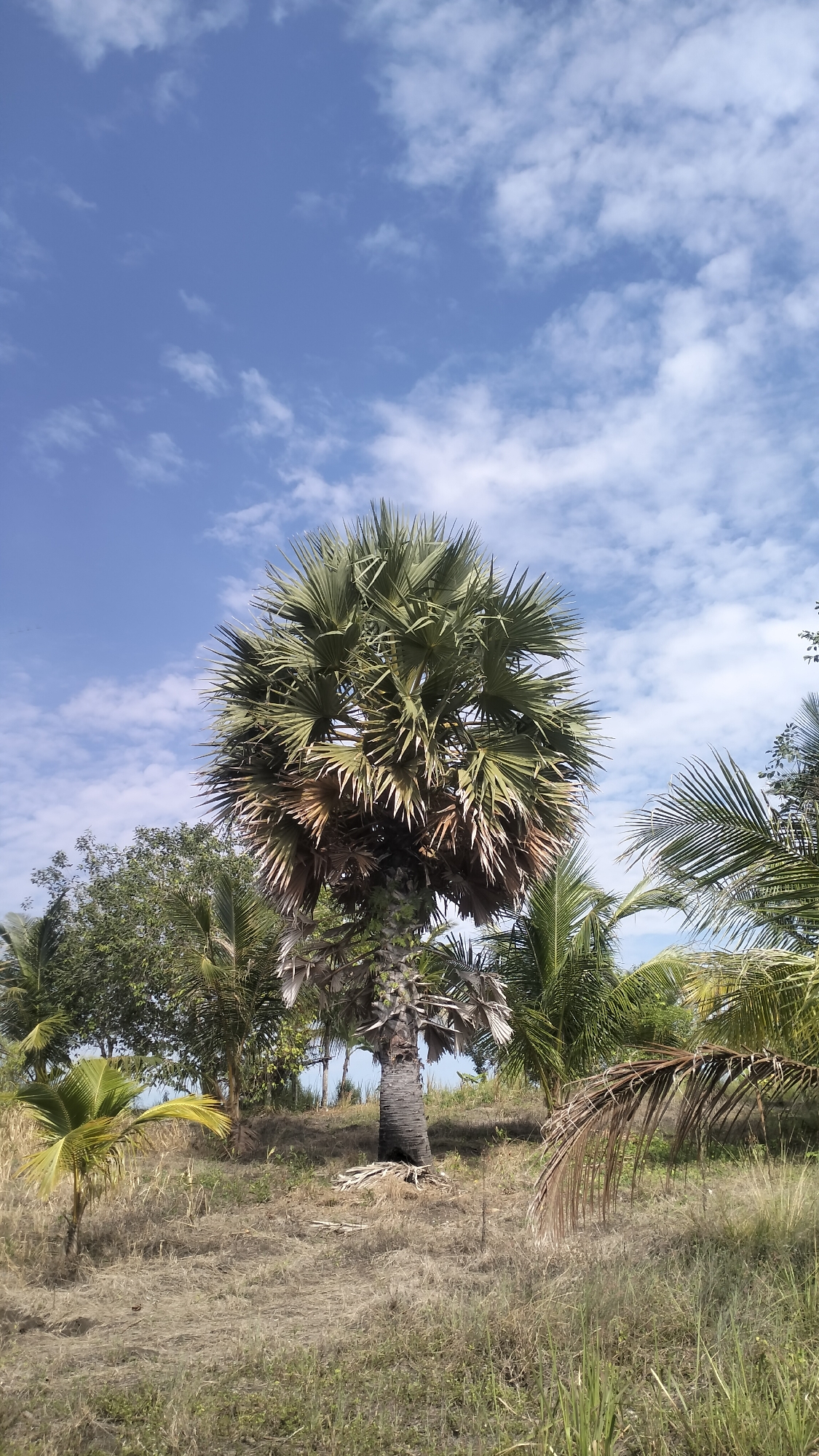 The image depicts an outdoor scene under a bright blue sky with scattered white clouds. In the foreground, a large palm tree with a thick, rough trunk dominates the center of the frame. Its fronds are a mix of green and dry, brown leaves, giving it a somewhat weathered appearance. The ground around the palm tree is covered in dry, yellowish-brown grass and some scattered green vegetation.
To the left of the main palm tree, there is a smaller, younger palm tree with vibrant green fronds. Behind the central palm, a cluster of other palm trees and dense green foliage can be seen, suggesting a tropical or subtropical environment. To the right, more palm fronds are visible, some appearing dried and drooping. The overall impression is that of a natural landscape, possibly a park or a rural area.
While the image captures a general outdoor setting with vegetation, there are no identifiable landmarks or specific architectural elements that would allow for precise localization within the city of Lhokseumawe, Indonesia, or any other specific city. The scene is devoid of any people or human activity, focusing solely on the natural environment. The lighting suggests it is daytime, likely with abundant sunlight.