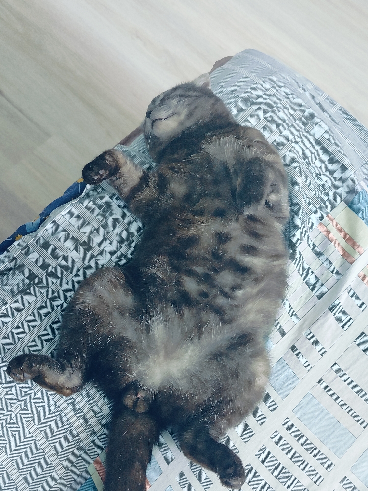 A gray tabby cat lies on its back on a patterned blue and white blanket. The cat's paws are tucked in towards its body, and its eyes are closed. The blanket has a geometric pattern with stripes and squares. The background is a light-colored floor.
