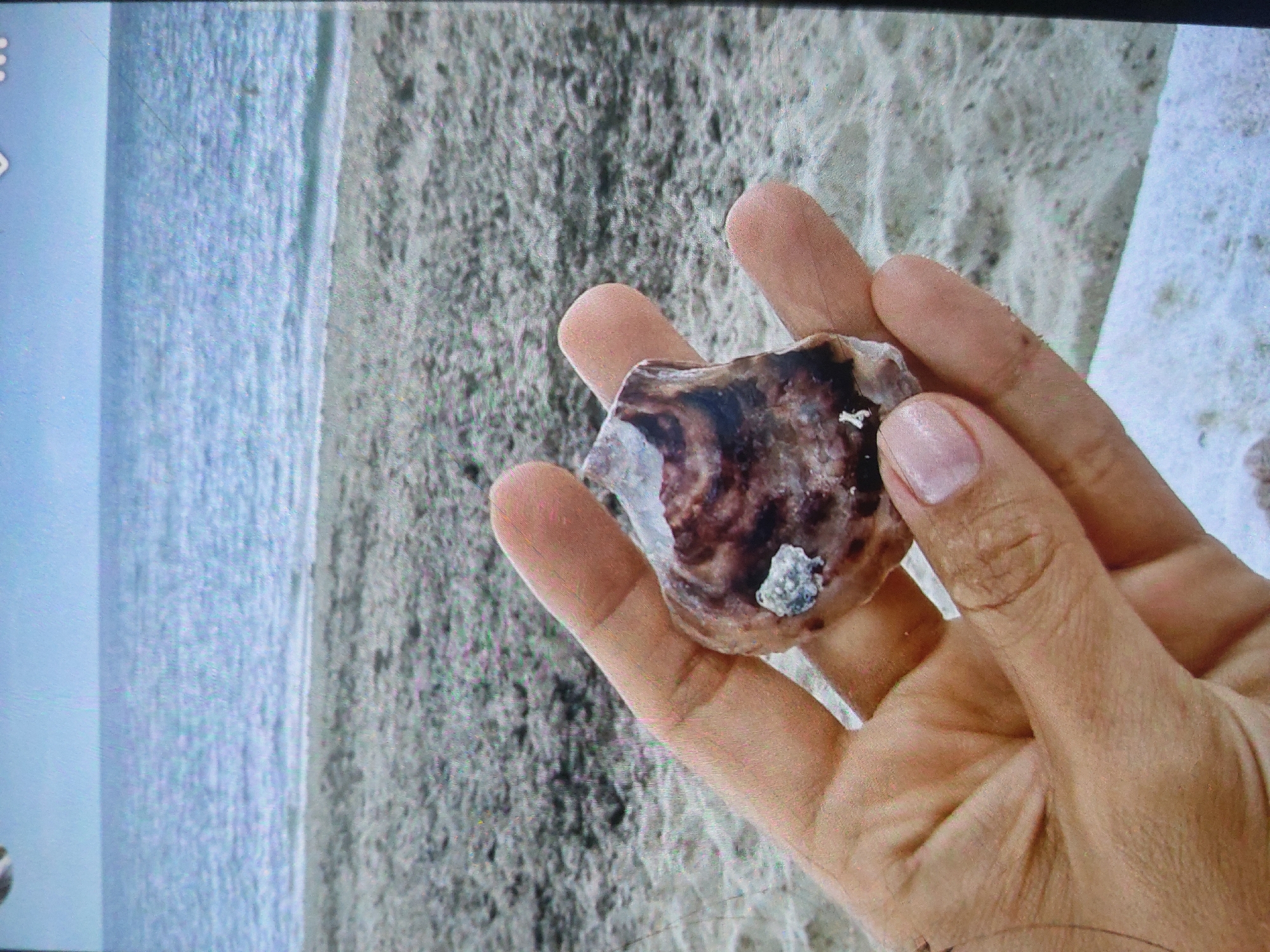 A hand holds a brown and white stone or shell. The background is a photograph of a beach and the ocean. The location is not specified. The shell appears to have dark brown and white coloration. A small white cluster is visible on the shell's surface. The hand is light-skinned with short fingernails. The photo may be a photo of a monitor. No people are visible. No actions are observed. The environment consists of a beach with sand and ocean. No interactions are observed.