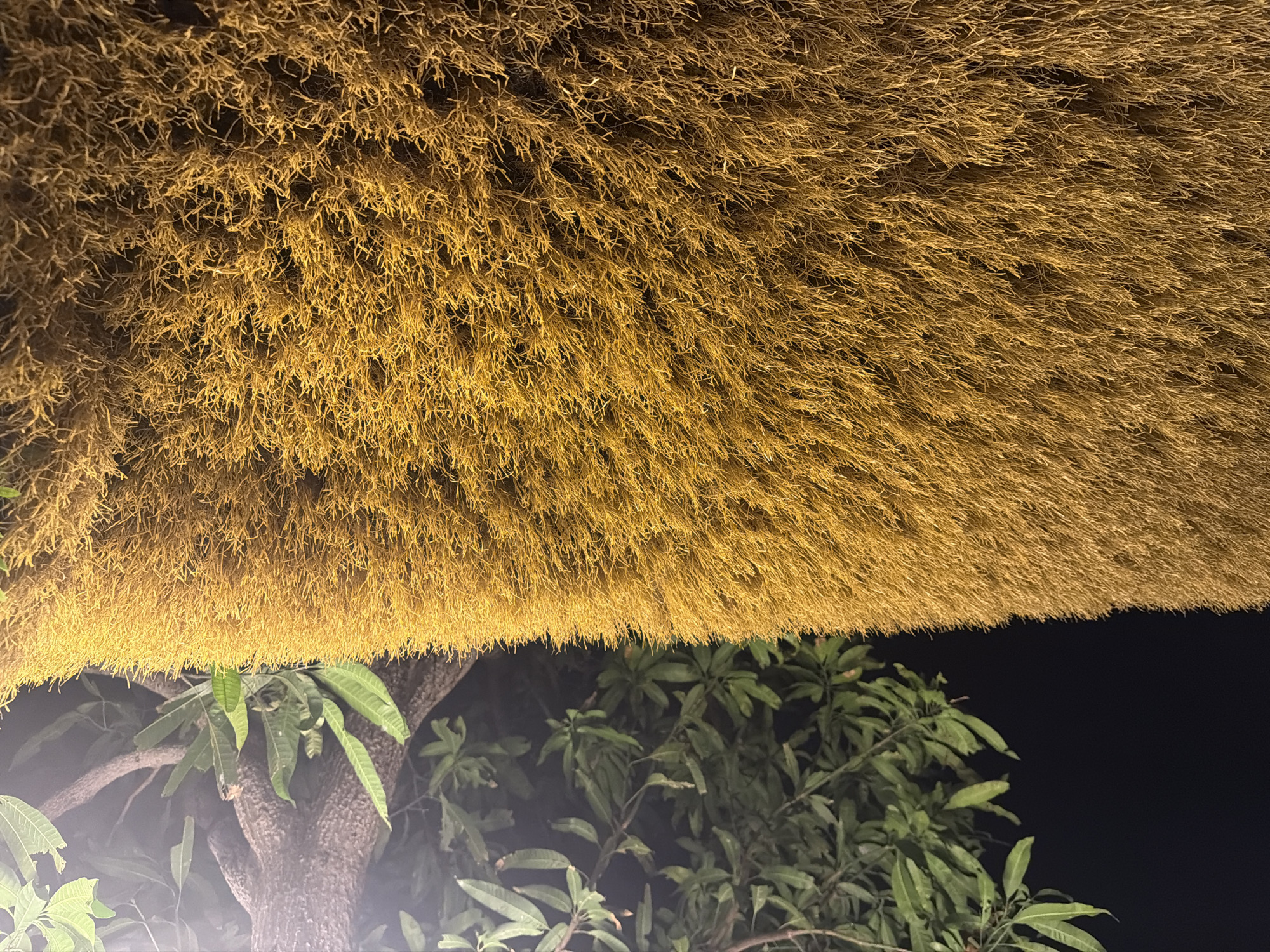 The media file captures a close-up, low-angle view of a thatched roof illuminated by artificial light at night. The thatch is a dense, golden-brown material composed of dried, fibrous strands, creating a textured surface with visible layering. Beneath the overhang of the thatch, a portion of a tree trunk and lush green foliage are visible, suggesting an outdoor setting, likely in a tropical or subtropical climate given the foliage. The leaves are broad and somewhat leathery, typical of many fruit-bearing trees found in Vietnam.
The scene is dark, indicating nighttime, and the lighting on the thatch suggests it is either illuminated from below or by a nearby light source. There are no people or specific activities depicted, focusing instead on the architectural element and the surrounding natural elements. The overall impression is one of rustic ambiance, potentially from a resort, restaurant, or residential structure in a natural environment. The location context of Bac Nha Trang Ward, Vietnam, further supports the idea of a tropical setting. No text is visible in the media file.