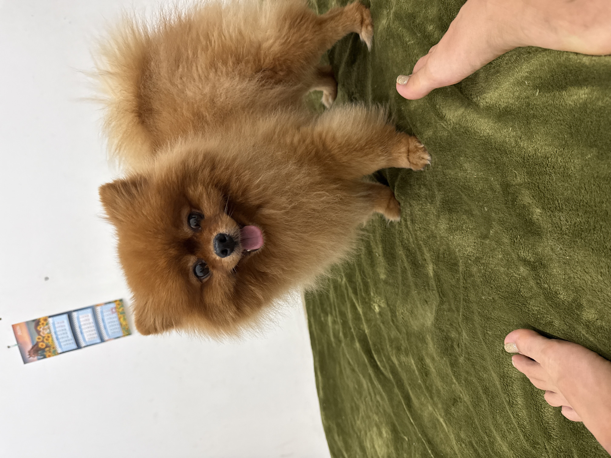 A small, fluffy, reddish-brown Pomeranian dog stands on a green, textured blanket. The dog is facing the camera with its tongue slightly out and appears alert. In the foreground, the feet of a person are visible, with one foot on the right side of the frame and another on the left. Both feet have painted toenails with a glittery finish. In the background, a white wall is visible with a small, hanging calendar featuring images of horses and sunflowers. The scene appears to be indoors, likely in a home environment.