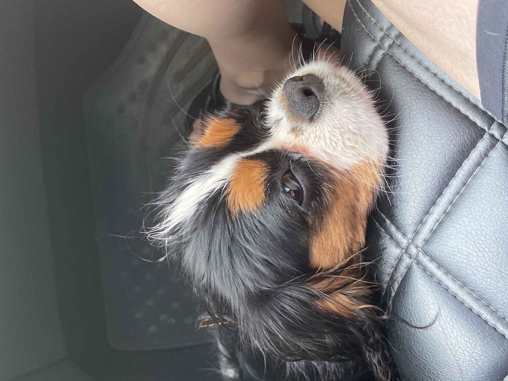 A tri-color Cavalier King Charles Spaniel with black, brown, and white markings rests its head on a black, quilted leather seat, likely in a car. The dog's fur appears slightly wet, with white hairs on its muzzle and a patch of white fur on its forehead. Its dark eyes are visible, and its nose is dark and textured. A person's leg, clad in dark fabric, is visible to the right of the dog. The background is dark and blurred, suggesting an indoor or shaded environment. The scene is set in the city of Kamtskoye, Russia.