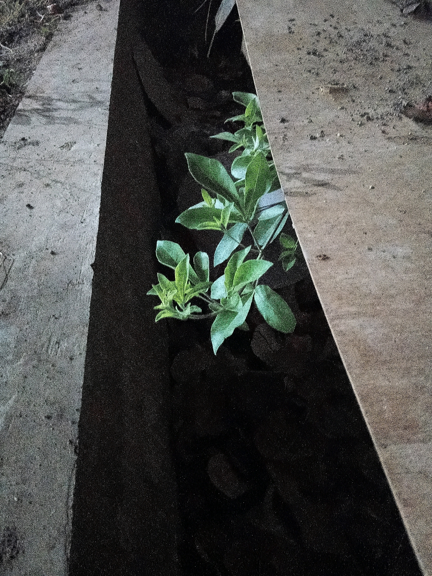 The image shows a close-up, overhead view of a narrow, dark trench. The trench appears to be made of concrete and is partially covered by what looks like wooden planks or concrete slabs, creating a sharp diagonal line across the image. In the bottom left and center of the trench, a small cluster of vibrant green leafy plants is growing. The leaves are a bright green, suggesting healthy growth. The surrounding environment within the trench is dark, with the blackness obscuring any details of the bottom. The concrete edges of the trench are visible on the left and right, appearing somewhat weathered and textured, with small specks of dirt and debris. The overall impression is that of a plant finding a way to grow in an otherwise stark, man-made urban environment. The scene does not provide any specific clues about its location within the city of Cikal, Indonesia, nor does it depict any people, actions, or interactions.