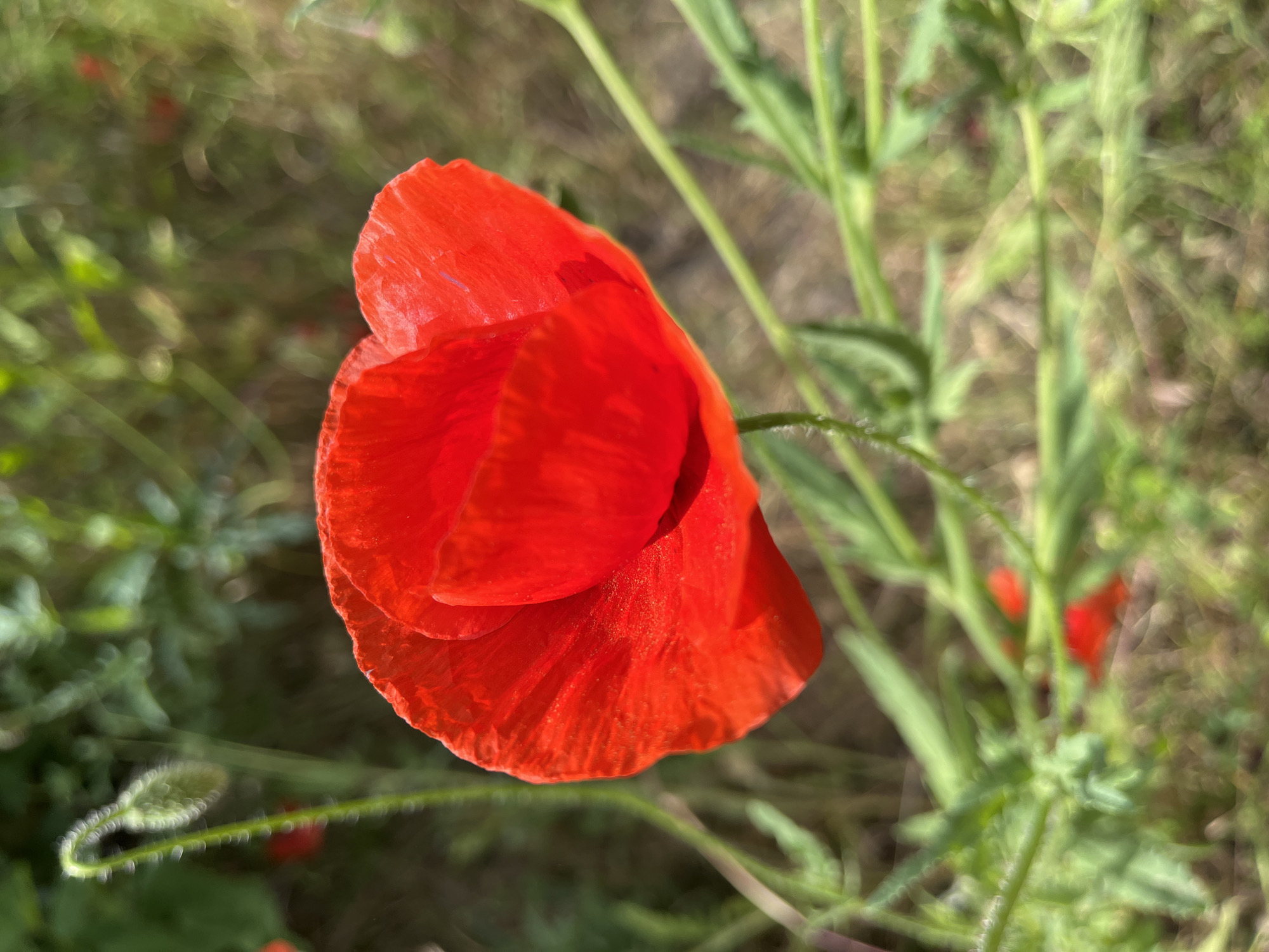A close-up, eye-level shot shows a vibrant red poppy in the foreground, its petals soft and slightly crinkled, with a fuzzy stem. Behind the poppy, out of focus, is a field of green foliage and other smaller red poppies, suggesting a natural setting. The lighting indicates it's daytime, with soft sunlight casting subtle shadows. The overall impression is one of natural beauty and tranquility.