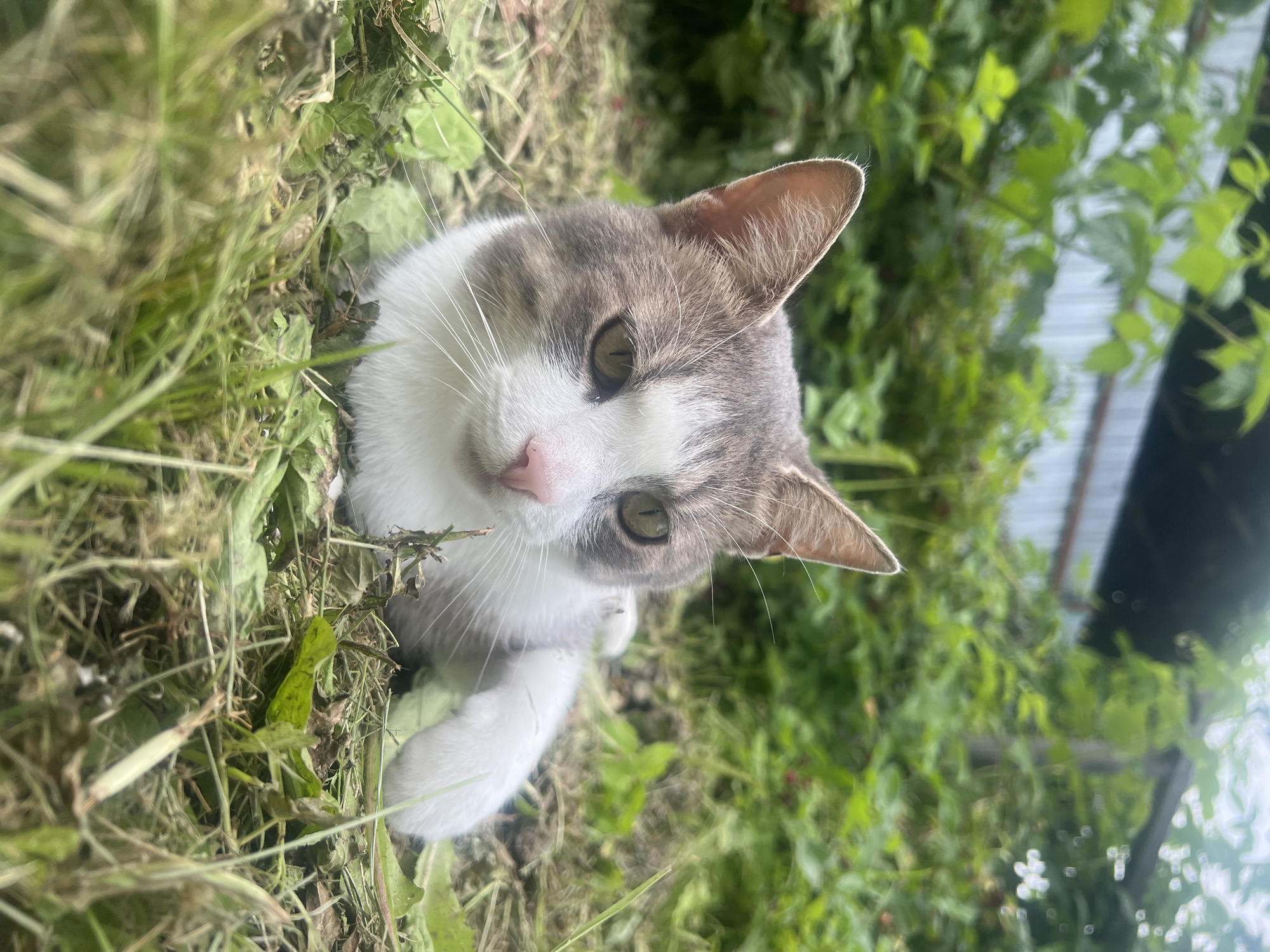 An adult domestic cat with gray and white tabby markings is lying in cut grass in a yard. The cat's head is turned towards the camera, and its eyes are open. The background consists of lush green foliage and a dark, indistinct structure, possibly a building or fence. The image is taken from a low angle, making the cat appear prominent in the foreground. The scene is outdoors, in what appears to be a rural or suburban setting, consistent with a location in Yelnya, Russia, where a yard with vegetation and an outbuilding would be common.