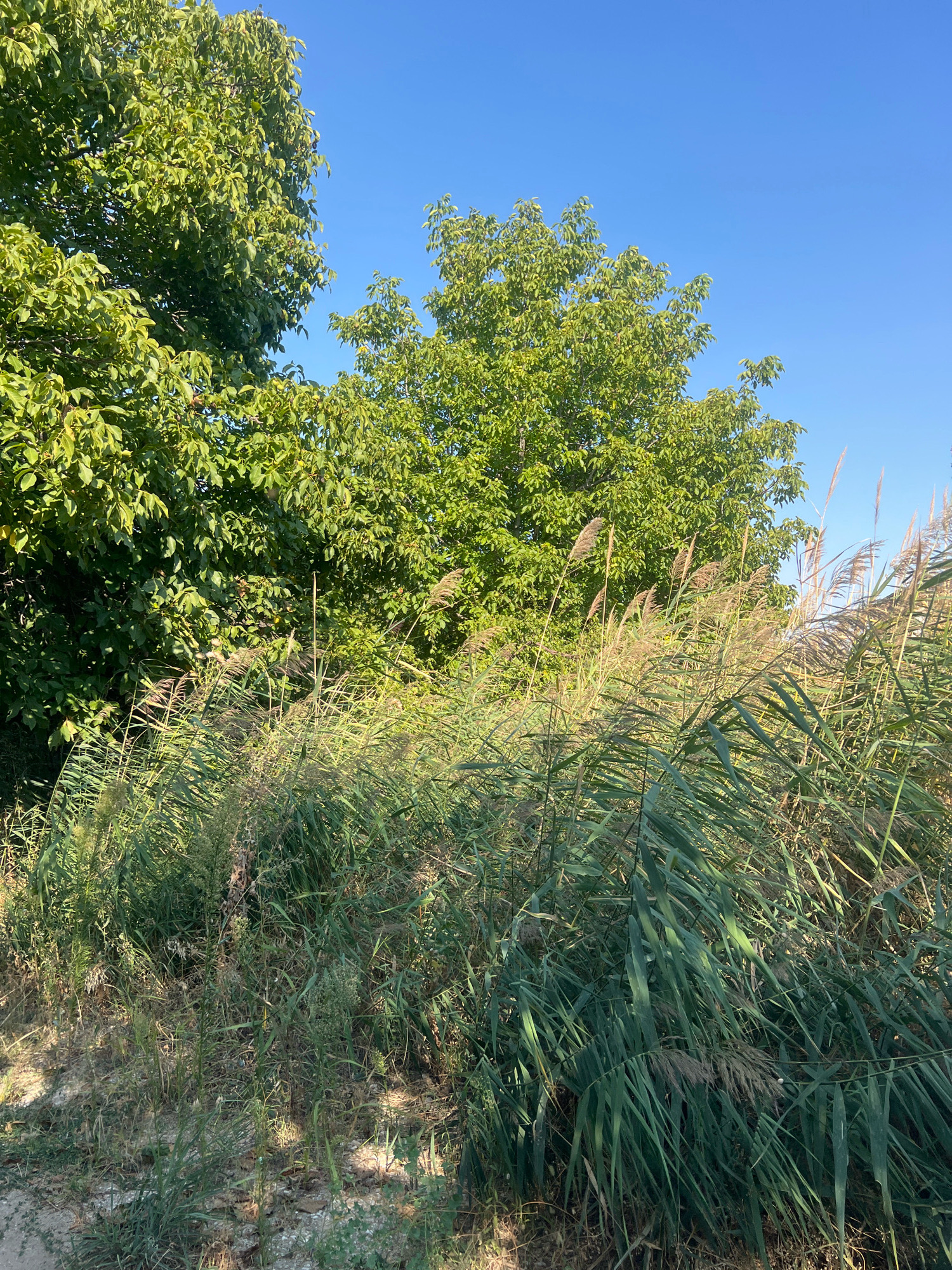 The image depicts a sunlit outdoor scene with dense green foliage. In the foreground, tall, dry reeds with feathery tops sway in the breeze, interspersed with patches of greener, lower-growing vegetation. Behind the reeds, the lush green leaves of mature trees dominate the midground, with their branches reaching towards a clear, bright blue sky. The lighting suggests it is daytime, likely mid-morning or afternoon, casting dappled shadows on the ground. The environment appears natural and untamed, with no visible signs of human presence or urban infrastructure. Based on the natural elements and lack of context, this scene could be found in various natural settings within or around Plovdiv, Bulgaria, such as a park, riverbank, or undeveloped natural area.