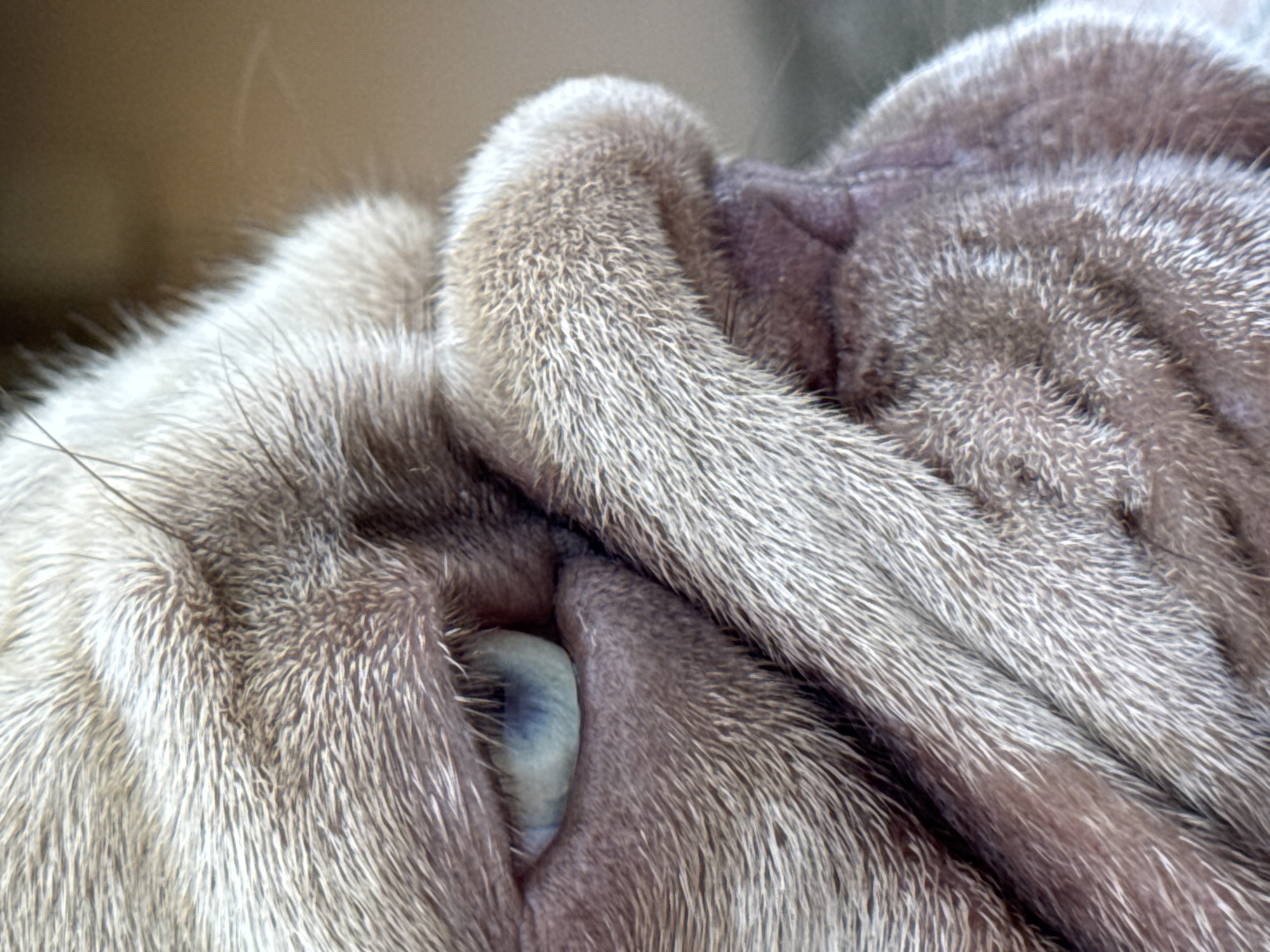 The image is a close-up, side-profile photograph of a dog's face, likely a bulldog or similar breed, with prominent wrinkles and light-colored fur. The dog's light blue eye is visible, focused to the right. The background is out of focus and appears to be a neutral, earthy tone. There is no indication of the city of San Benedetto del Tronto, Italy, or any urban environment. The subject is a canine, and the scene is likely indoors or in a controlled outdoor setting given the lighting and background.