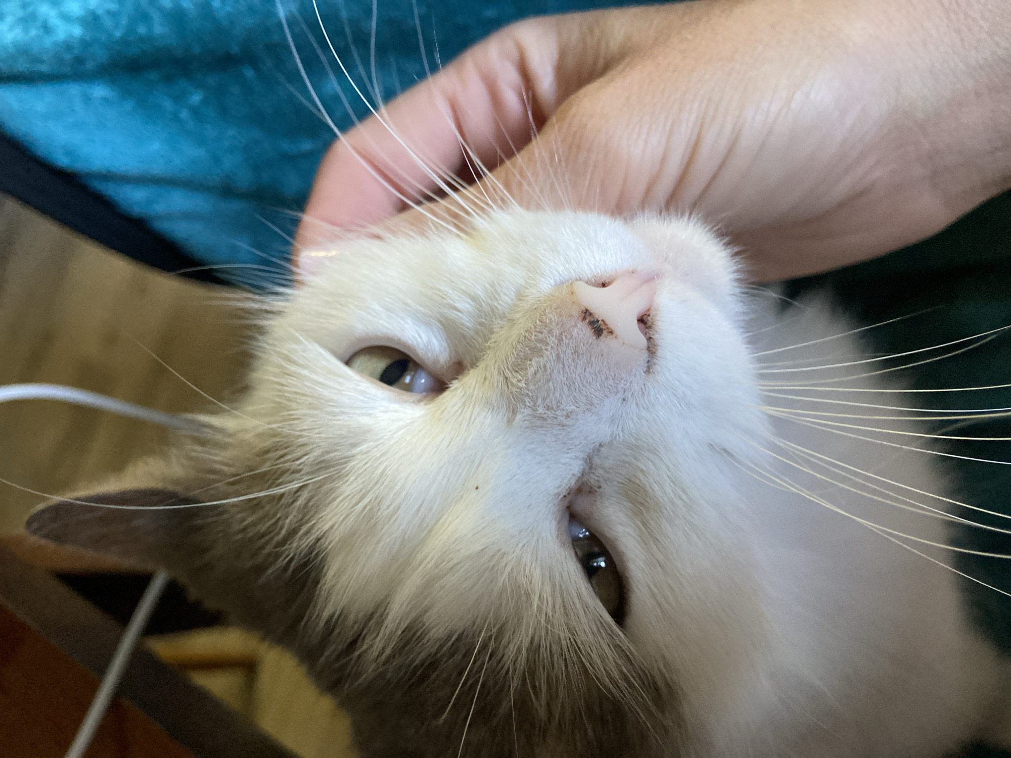A close-up, eye-level shot shows the face of a white and tan cat being petted by a person's hand. The cat's face is angled towards the camera, with its right eye, nose, and mouth visible. The cat has light brown eyes with reflections, and its nose is pink with dark spots. The fur on its face is white and tan. The person's hand, with visible skin texture, gently strokes the cat's cheek. The background is blurred, showing shades of brown and teal, suggesting an indoor environment with furniture and possibly fabric. The lighting is natural and soft, highlighting the textures of the cat's fur and the person's skin. There are no discernible details about the location within a city.