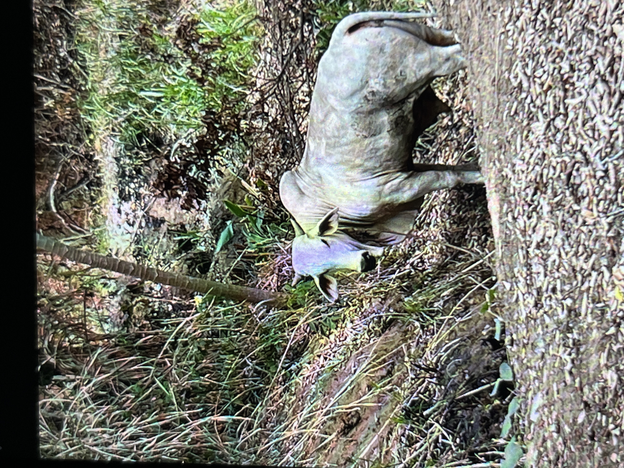 A light-colored cow or bull, likely a Zebu due to its visible hump and floppy ears, is depicted resting outdoors in a natural, overgrown environment. The animal, predominantly pale grey or off-white, is lying on its side with its head slightly raised, gazing forward. Its skin shows some visible wrinkles or folds.
The setting appears to be a field or a sparsely wooded area with abundant ground cover. The left side of the image features a mix of green grasses, dry brown foliage, and some discernible twigs and branches, suggesting an unkempt natural landscape. A dark, slender object, possibly a tree trunk or wooden post, stands vertically on the far left. The ground directly to the right of the animal is densely covered with a layer of small, irregular, brownish-grey organic material, resembling dried leaves, husks, or other plant debris.
The image is captured in daylight, with soft illumination indicating either an overcast sky or the gentler light of dawn or dusk. The cow appears calm and at rest. The overall scene suggests a rural or undeveloped area, consistent with the provided location context of Tinaquillo, Venezuela, where Zebu cattle are common. There are no people or discernible text visible in the image.