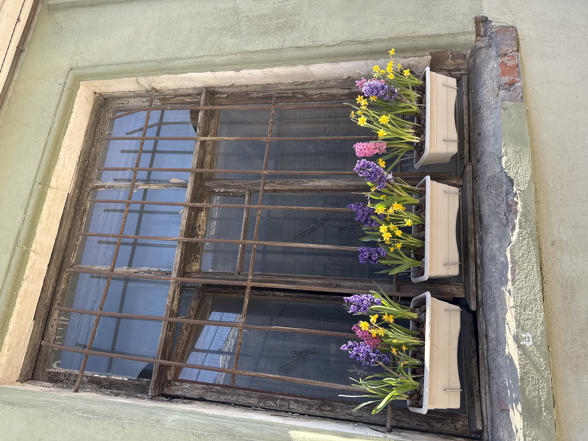 A ground-level, outdoor shot depicts a window with three flower boxes positioned on its right side. The window is set in a light-green, possibly aged, wall and features a weathered, wooden frame with a rusted metal grid over the glass. The flower boxes are stacked vertically, each containing a mix of purple and yellow flowers, possibly hyacinths and daffodils. The building’s exterior paint is peeling near the window. The setting is Saint Petersburg, Russia, a detail inferred from architectural styles common in the city.