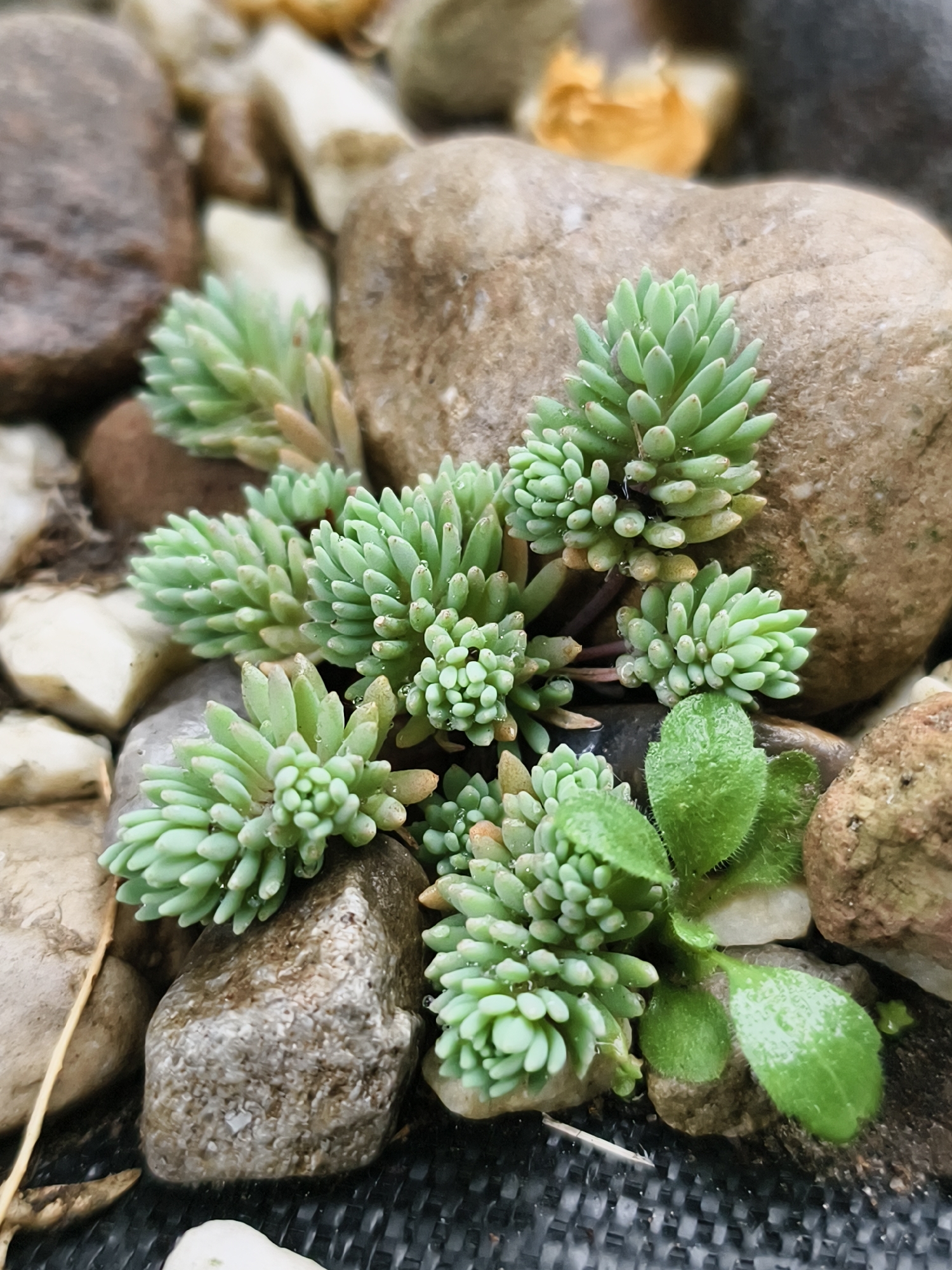 The image is a close-up, overhead view of a small cluster of succulent plants nestled among wet pebbles and rocks. The succulents are light green with plump, rounded leaves arranged in tight rosettes, some of which have small water droplets on them. They are surrounded by various sizes and colors of smooth, rounded stones, ranging from light tan to dark brown and gray. The ground beneath the rocks appears to be dark, textured material, possibly landscape fabric. The lighting is natural and diffused, suggesting an outdoor setting. There is no indication of the city of Tczew, Poland, or any other specific geographical location. There are no people or animals present in the image, and no actions or interactions are depicted. The scene is static and focuses solely on the natural elements.