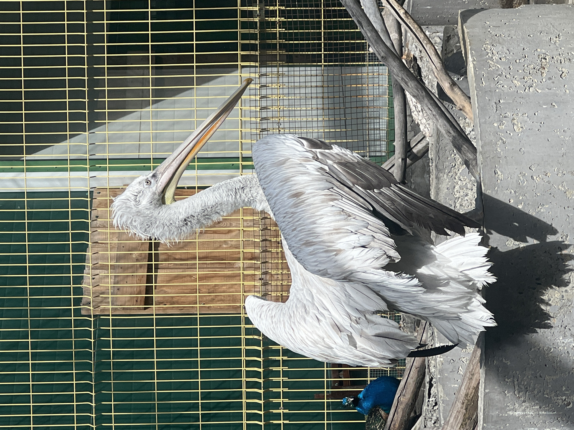 The image depicts a Dalmatian Pelican (Pelecanus crispus) standing in an outdoor enclosure within the Irkutsk Zoo, located in Irkutsk, Russia. The pelican, centrally positioned, exhibits light gray and white plumage with noticeable ruffling on its head and neck. Its long, slender beak features a grayish-pink upper mandible and an orange-yellow lower mandible. The bird is oriented with its head facing left and its body angled slightly to the viewer's right, with its wings partially extended.
The pelican stands on a multi-tiered, rough-textured gray concrete structure showing visible aggregate. Several weathered wooden branches or logs are arranged around and within this concrete base. In the mid-ground on the left, a blue peacock (Pavo cristatus) is partially visible, its iridescent blue head and upper body discernible behind the pelican's left wing and horizontal wooden elements.
The background consists of a rigid green wire mesh fence with prominent yellow vertical bars. Behind this fence, further structures include wooden paneling and vertical green and white striped elements, indicative of an animal shelter or facility building. The scene is illuminated by direct sunlight, casting strong, distinct shadows from the pelican and surrounding objects onto the concrete base and background elements. No human subjects are visible.
