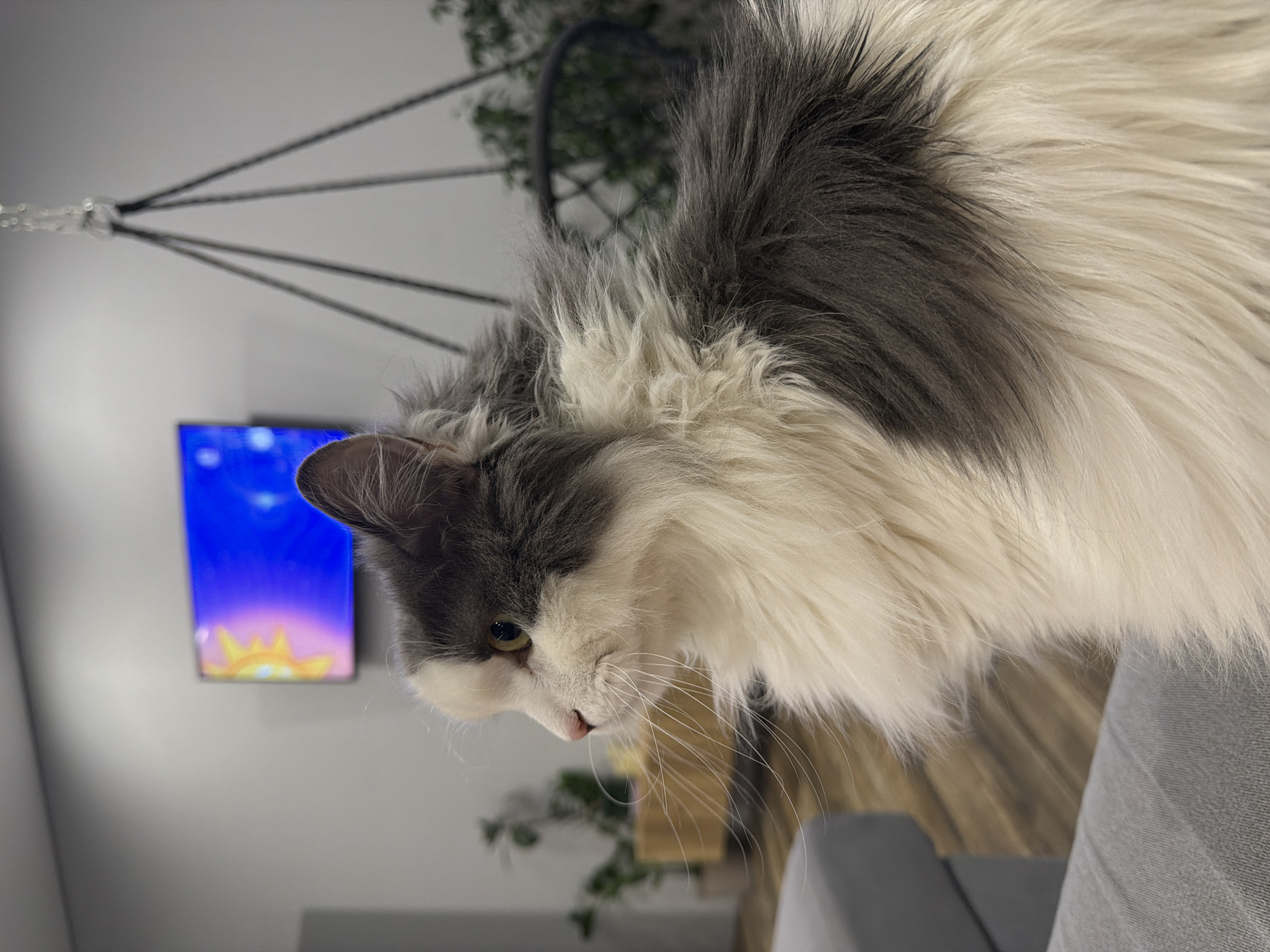 A close-up shot reveals a fluffy, medium-haired cat with gray and white fur. The cat is perched on a gray, possibly upholstered surface. In the background, a television screen displaying a blue and yellow image is visible, and part of a hanging plant holder with a green plant inside is also present. The location is not discernible from the provided image.