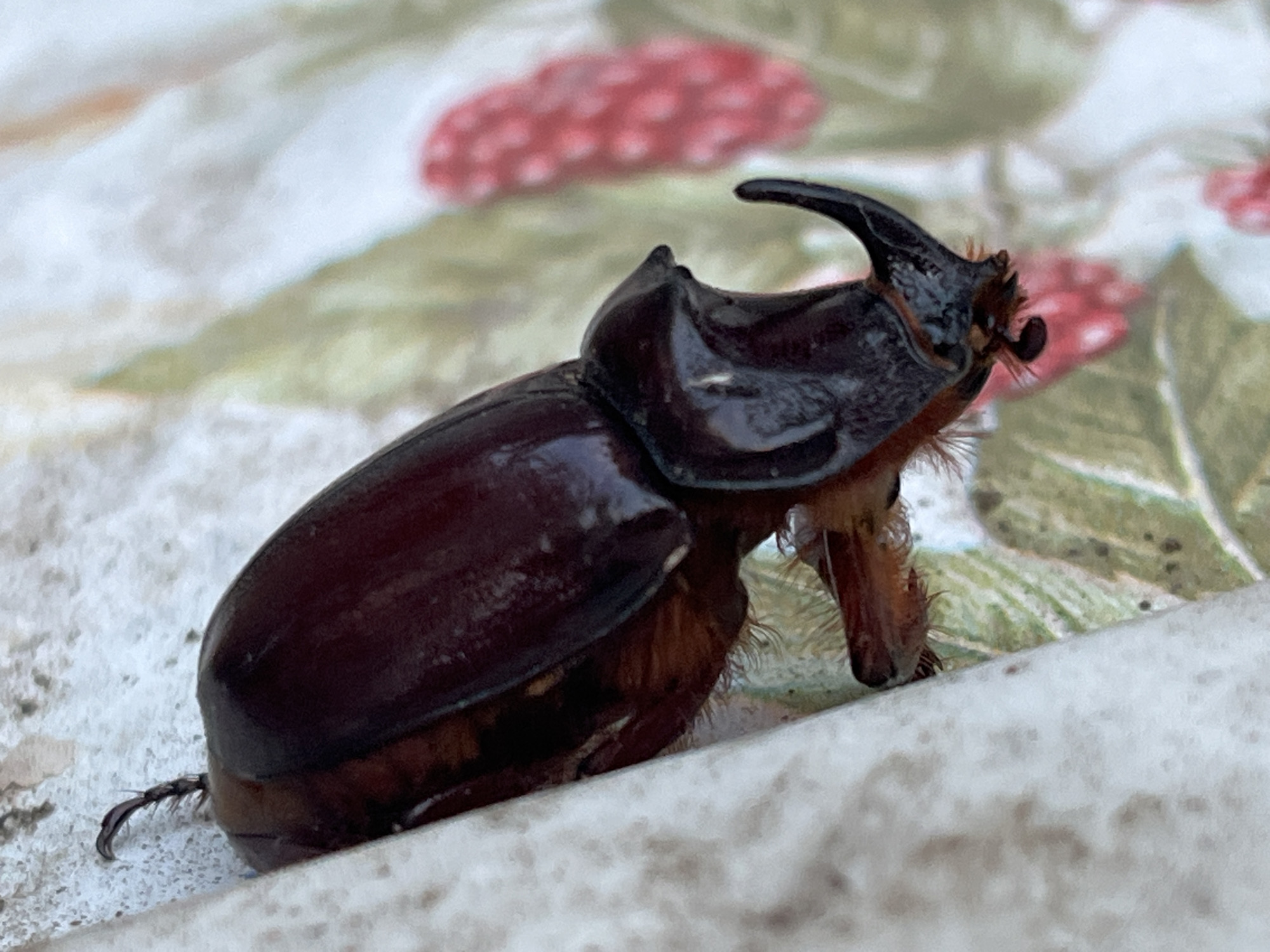 A dark brown rhinoceros beetle, likely a male due to its prominent horn, is positioned diagonally on a textured, light-colored surface. The beetle is captured in a close-up view, with its body extending from the lower left to the upper right of the frame. Its carapace is smooth and shiny, reflecting light. The beetle's legs are visible underneath its body, and it has a curled appendage extending from its posterior. The background features a blurred pattern of what appears to be a fabric or tablecloth with abstract red and green shapes, possibly representing stylized flowers or berries. The overall impression is of an insect in a natural or semi-natural setting, possibly outdoors or on a decorative surface. The scene is devoid of any human presence or specific landmarks identifiable as being within the city of Krasnyye Barrikady, Russia.