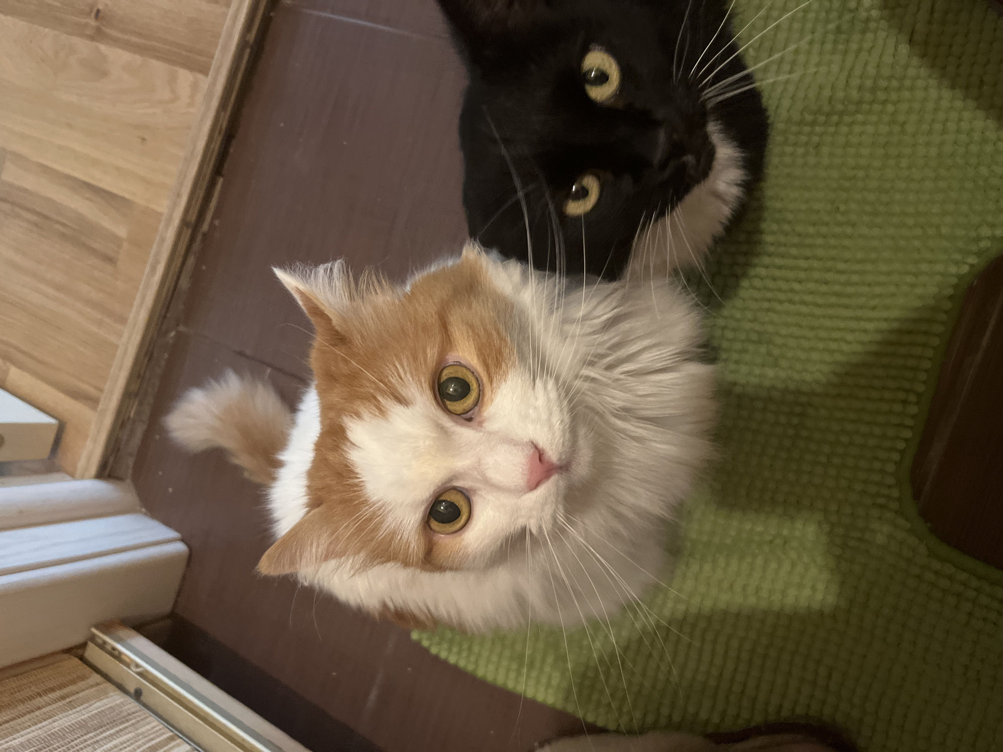 Two cats are positioned on a green mat on a wooden floor. The cat on the left is predominantly white with orange markings on its head and tail. It has yellow eyes and a pink nose. The cat on the right is black with yellow eyes and a white patch on its chest. Both cats are looking upwards. The background shows a wooden door frame and a wall. This scene is located indoors in Ivanteyevka, Russia.