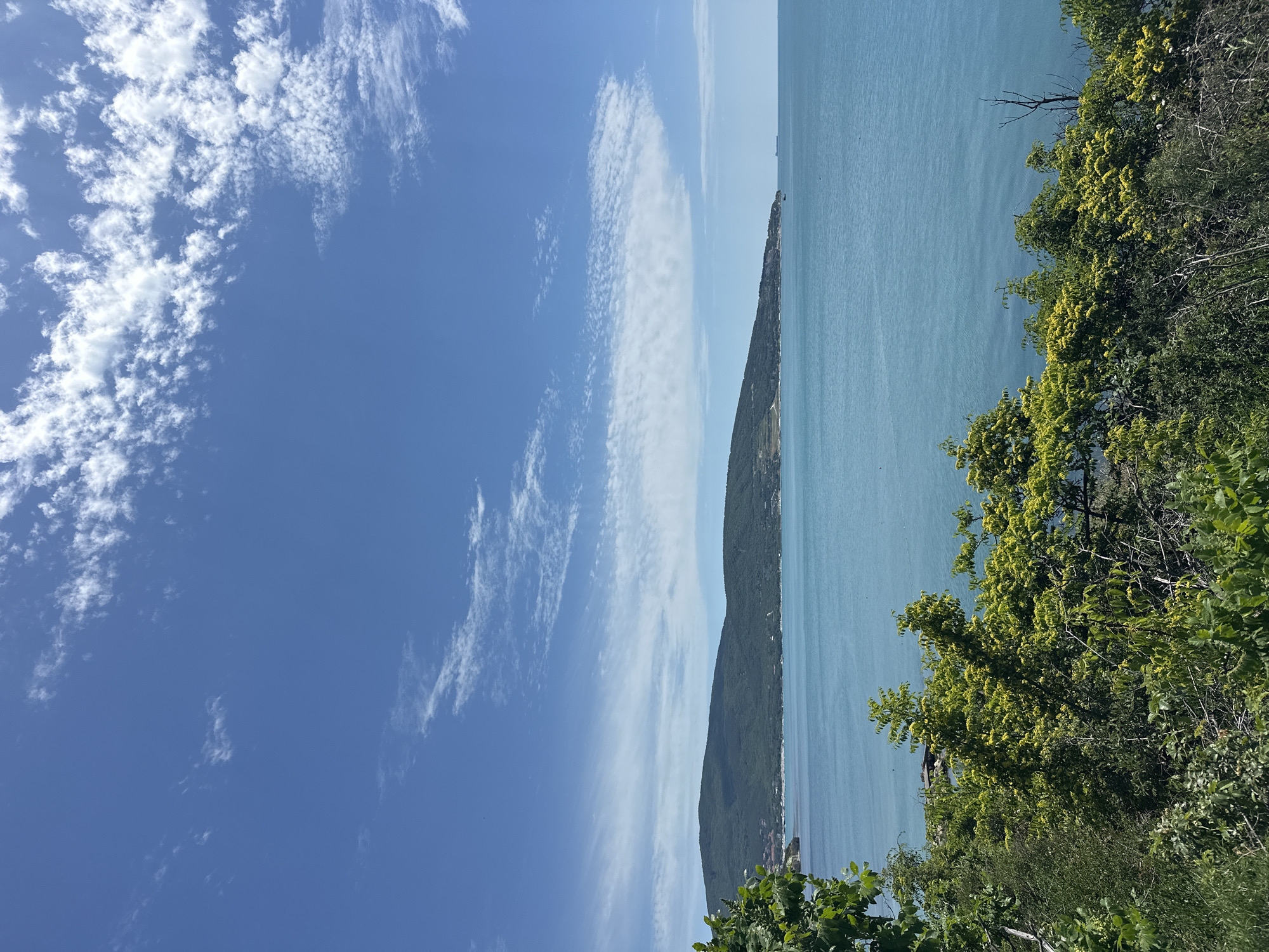 This is a landscape photograph taken from a high vantage point overlooking the Black Sea near Kabardinka, Russia. The image is oriented vertically.
The scene depicts a bright, sunny day with a clear blue sky dotted with wispy white clouds. The sea is a vibrant turquoise and appears calm, with a distant headland or peninsula extending into the water. This landmass is covered in dense green vegetation and appears mountainous. Along the base of the peninsula, some structures and buildings are visible, suggesting a coastal settlement.
In the foreground and along the right side of the frame, lush green foliage from trees and bushes creates a natural border. Some of these trees are adorned with clusters of small, yellowish flowers or seed pods. The overall impression is one of a serene natural environment on a beautiful day, likely during the warmer months given the abundance of greenery and the clear sky.
There are no people or specific objects clearly visible, other than the natural elements and distant structures. The time of day appears to be midday, given the bright sunlight casting minimal shadows. The weather is fair and pleasant. No text is visible in the image.