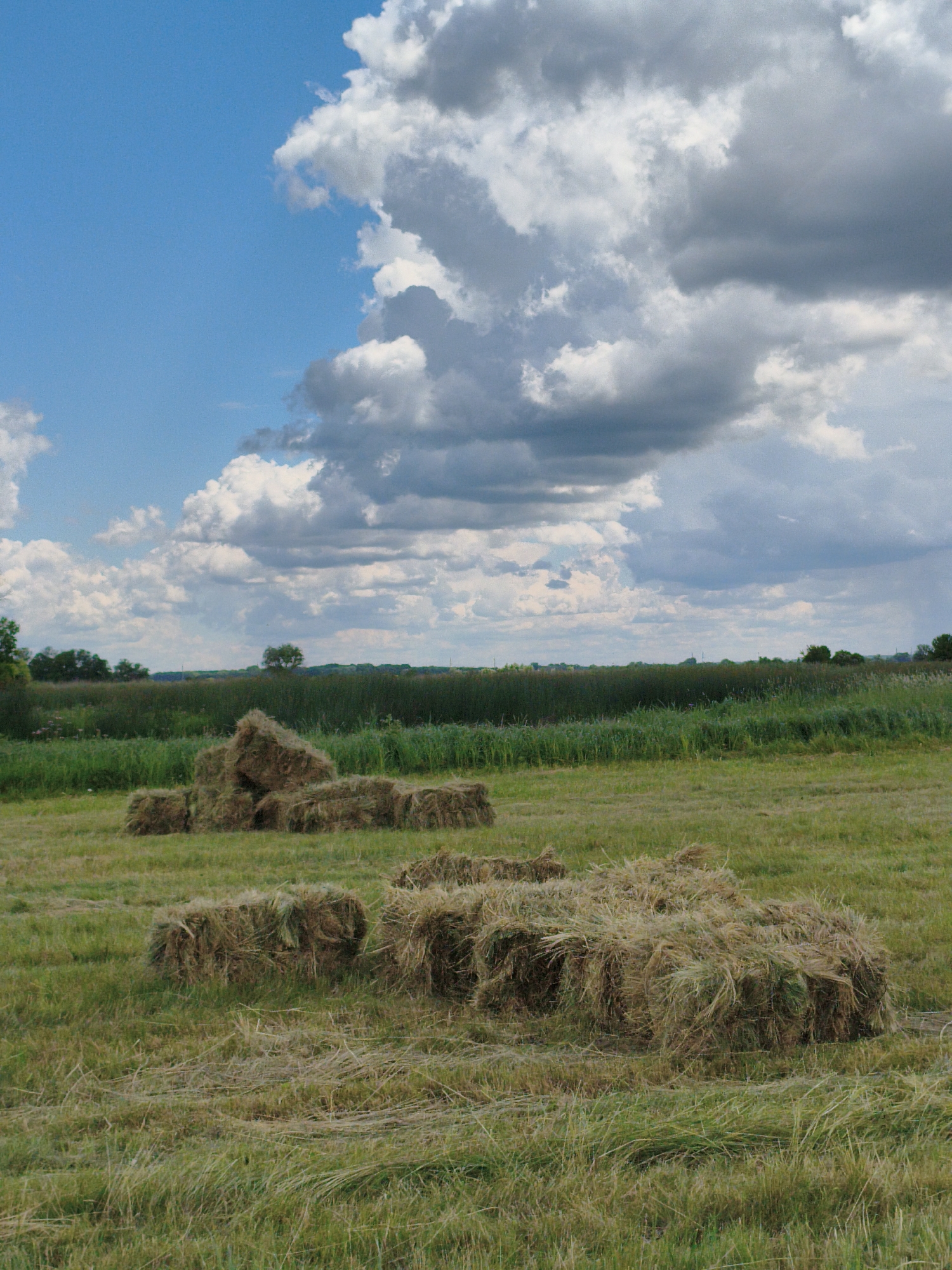The image depicts a rural landscape, likely in or near the village of Ustyvytsia, Ukraine. The foreground features several rectangular bales of hay scattered across a mowed grassy field. The bales vary in size and arrangement, with some stacked and others lying individually. In the middle ground, a dense, tall green vegetation barrier stretches across the scene, possibly representing reeds or a field of crops. Beyond this barrier, a line of trees forms the horizon. The sky above is a mix of bright blue and dramatic, dark gray clouds, suggesting an overcast or potentially stormy day. The overall impression is one of a harvested agricultural field under a dynamic sky.
