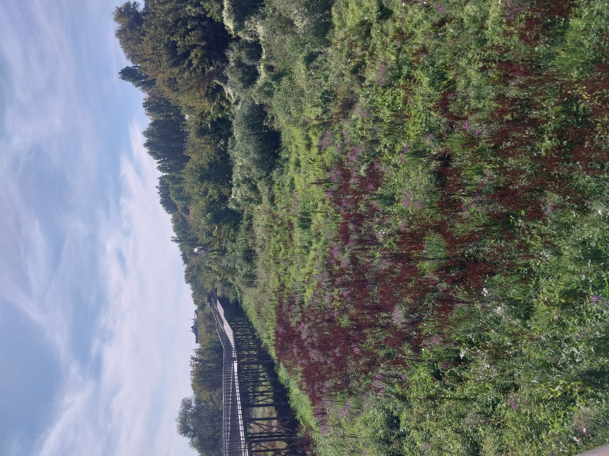 The image captures a panoramic view of the Orenburg region's natural landscape, with a focus on the Tushino Park area. A wooden pedestrian bridge, a prominent man-made structure, stretches across the frame, its dark wood contrasting with the lush green vegetation below. The bridge's design suggests it's elevated, possibly for scenic viewing or to navigate the terrain. The surrounding environment is a vibrant tapestry of wild flora, with patches of deep red and purple flowers dotting the predominantly green fields. In the background, a dense forest provides a verdant backdrop, with a glimpse of structures, possibly residential or public buildings, peeking through the trees. The sky above is a clear blue, adorned with wispy white clouds, suggesting a pleasant day. The scene is devoid of any visible people, emphasizing the natural and serene ambiance of the location.