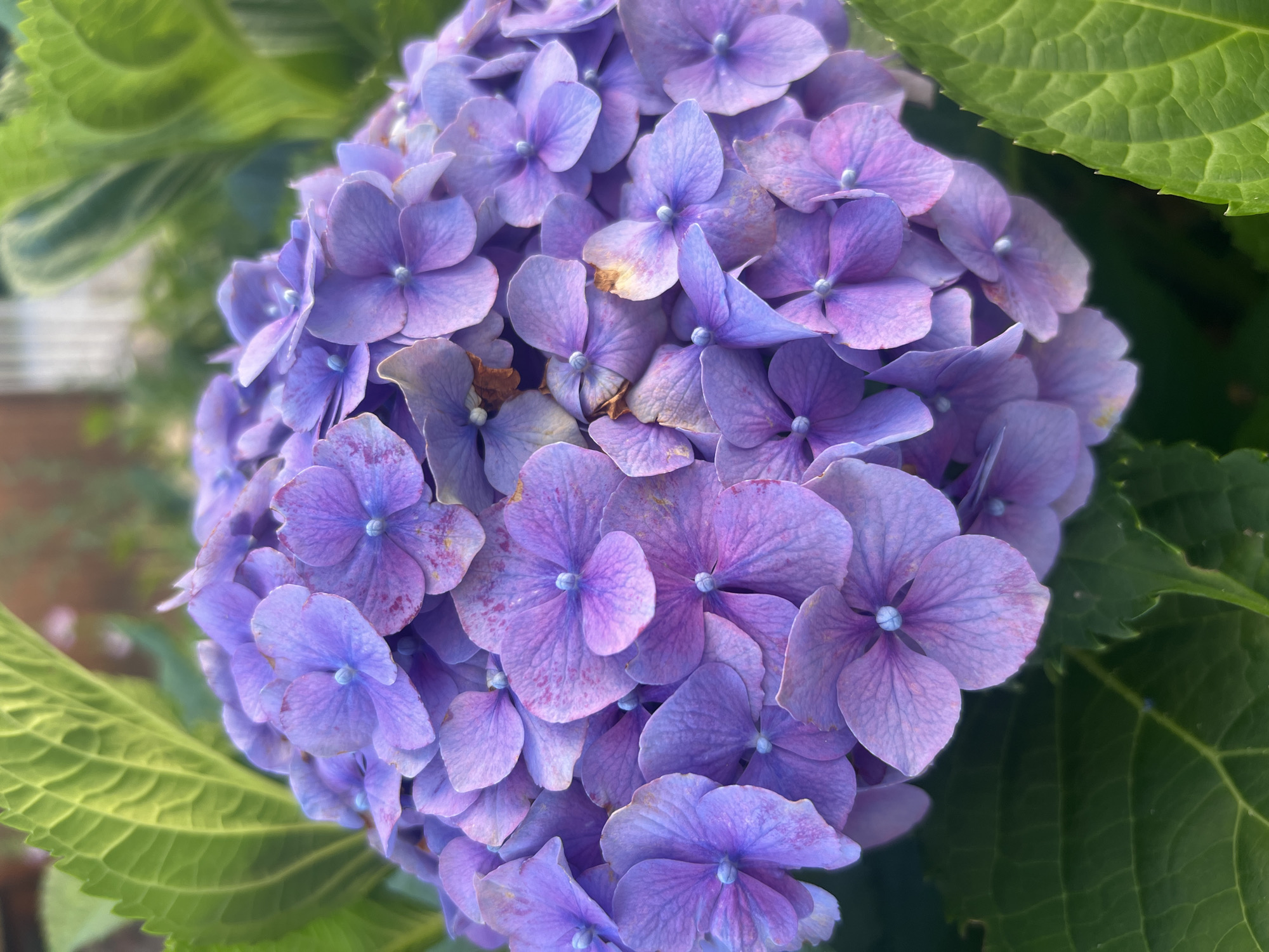 A close-up, vertical shot features a cluster of vibrant purple hydrangea flowers. The petals are a delicate shade of lavender, some with hints of pink and blue, and have a soft, velvety texture. Each tiny flower within the cluster has a small, light blue center. The flowers are set against a backdrop of lush, green hydrangea leaves, which are broad and textured with prominent veins. The overall lighting suggests it is daytime, with sunlight illuminating the flowers and leaves. The image does not contain any people or indicate any specific urban location within Yaremche, Ukraine.