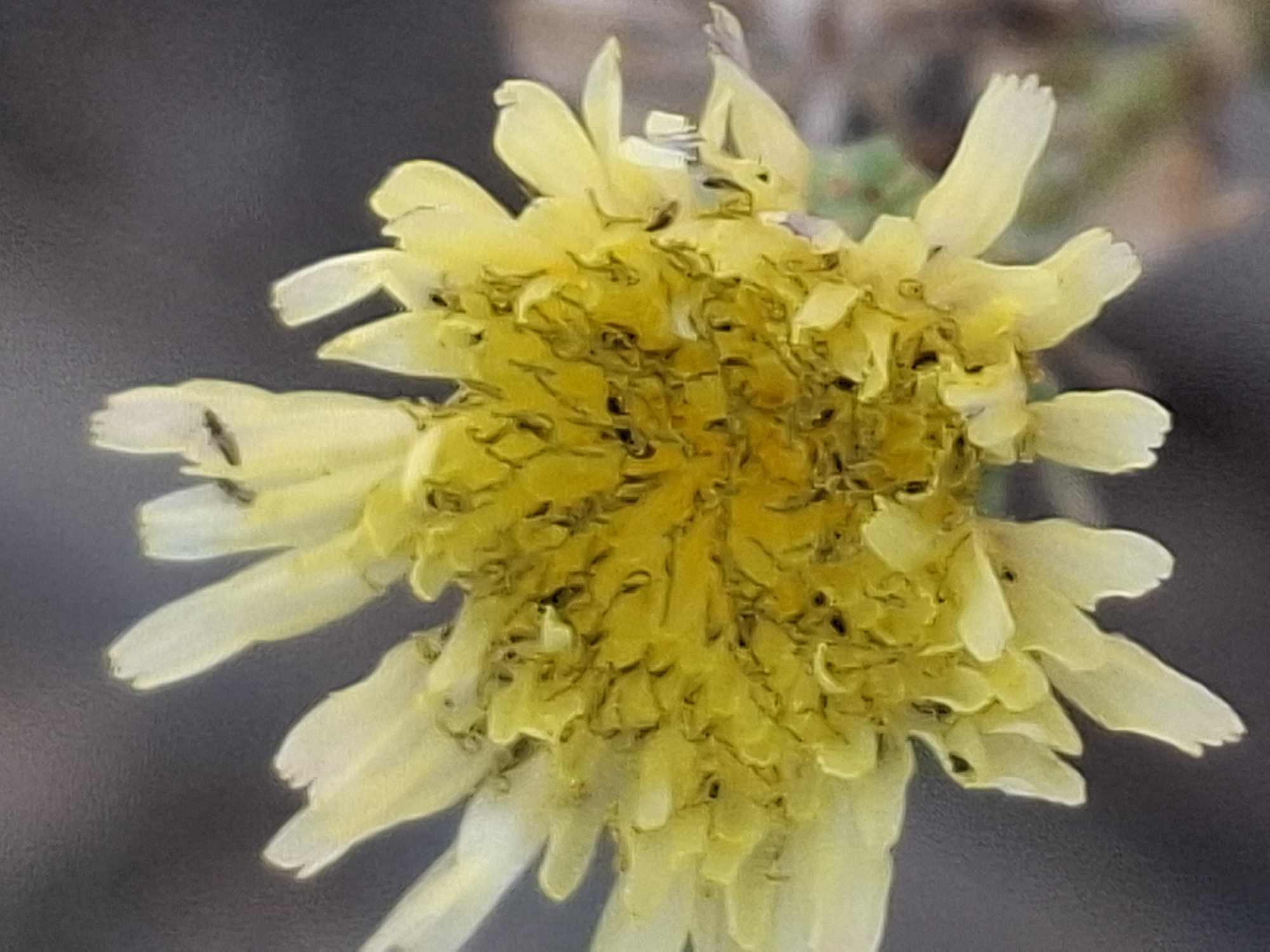 The image shows a close-up of a yellow flower with many small dark insects on its petals and center. The background is a blurred dark gray and brown, suggesting an outdoor environment. There is no visible indication of the city of Almaty, Kazakhstan, nor any specific location within a city. The focus is entirely on the flower and the insects.