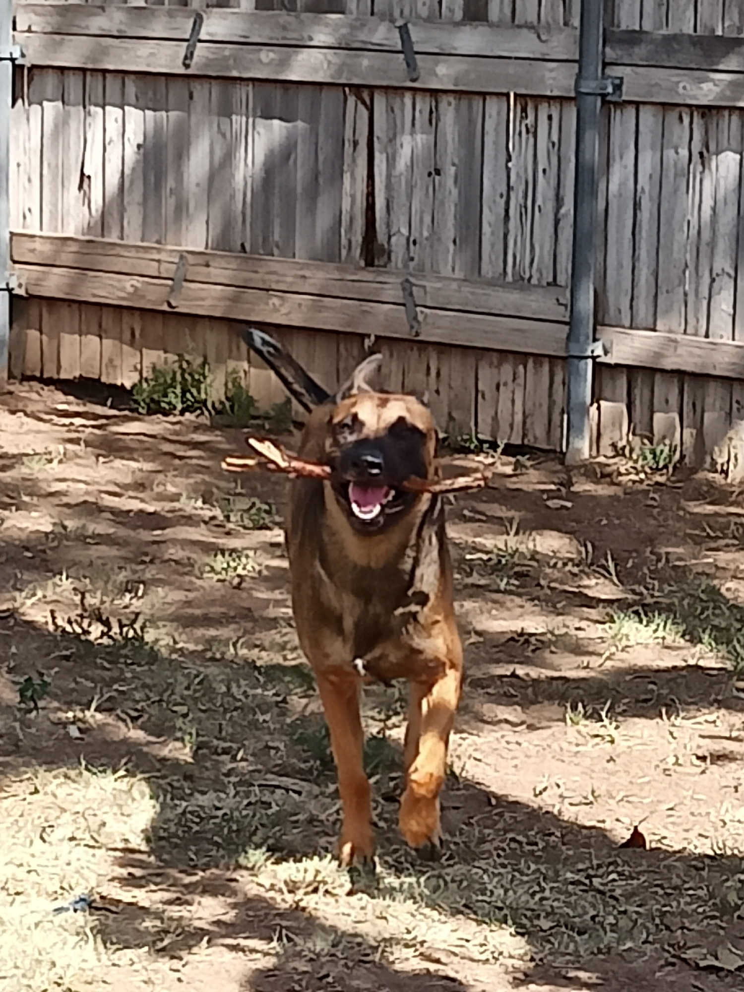 A brown and tan dog with floppy ears runs towards the camera in a yard, carrying a stick in its mouth. The dog is mid-stride, with its mouth open and tongue visible. Behind the dog is a weathered wooden fence and some patchy grass. The scene appears to be outdoors in a residential area. The dog is likely in a backyard or park, given the presence of the fence and the natural elements. The lighting suggests it is daytime, with shadows cast on the ground. There are no people visible in the image. The focus is entirely on the dog and its playful activity. The dog's fur has a mix of dark brown and tan markings, common in breeds like German Shepherds or similar mixes. The stick it is carrying is dry and appears to be a fallen branch. The ground is a mixture of dirt and dry grass, indicating a possibly arid climate.