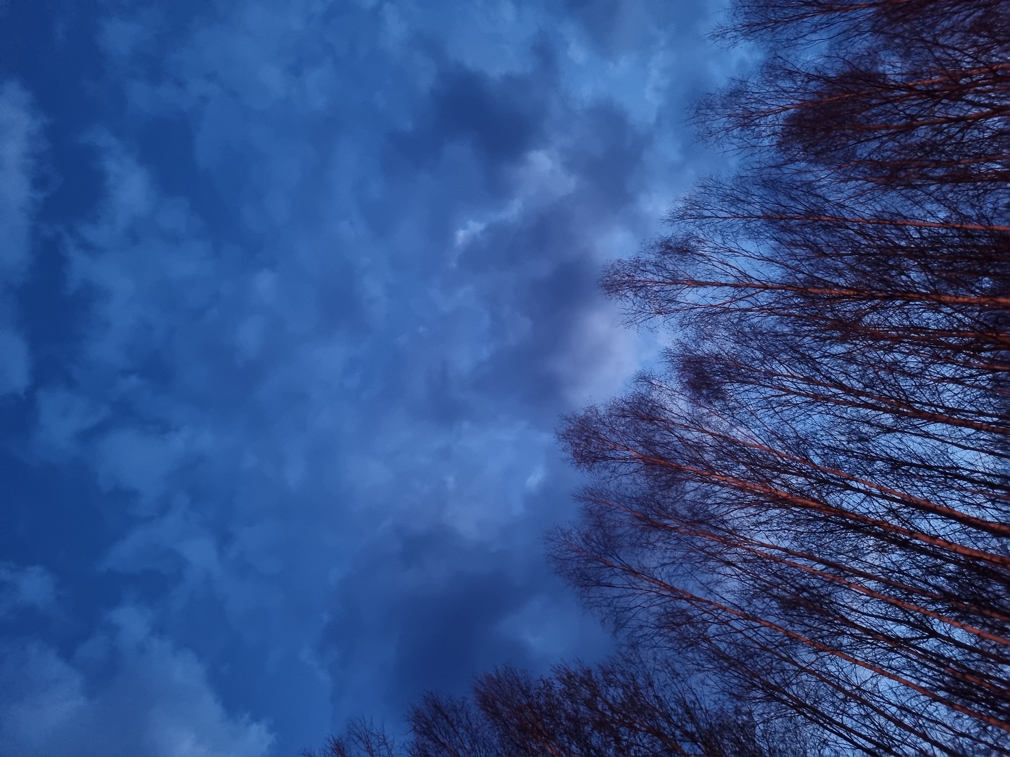 The image presents a dramatic view of a deep blue, cloudy sky at what appears to be twilight or dusk, looking up from ground level. The sky is filled with varying shades of blue and grey clouds, suggesting a dynamic weather pattern. On the right side of the frame, and extending partially into the bottom left, are numerous bare, leafless tree branches, silhouetted against the vibrant sky. Many of these branches exhibit a warm, reddish-brown tone, possibly catching the last light of the setting sun or artificial illumination. The trees form a dense, upward-reaching pattern, contrasting with the expansive sky. The overall scene evokes a serene and slightly melancholic atmosphere. This natural landscape is situated in Kemul, Russia. No text is visible in the image.