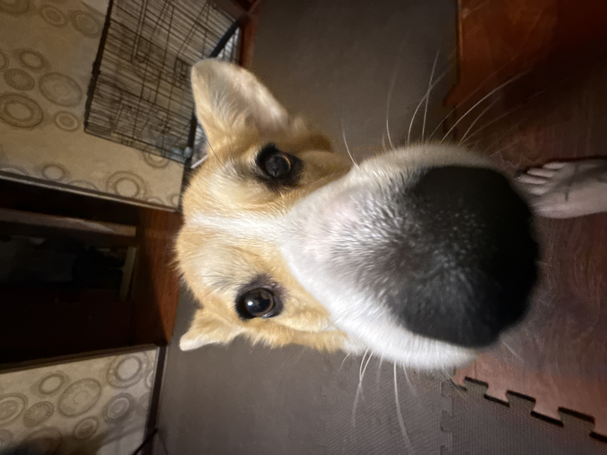 A close-up, overhead shot features a corgi-type dog. The dog's nose is prominently in the foreground, exhibiting a black and white coloration. Its tan and white fur is visible around its eyes and ears. Long, white whiskers extend from its snout.
A person's foot is partially visible in the right of the frame.
The background contains a wall with a circular pattern, a dark metal cage, and a wooden structure. The floor has the texture of a foam play mat.
There is no information available to determine the location as Borzya, Russia.
